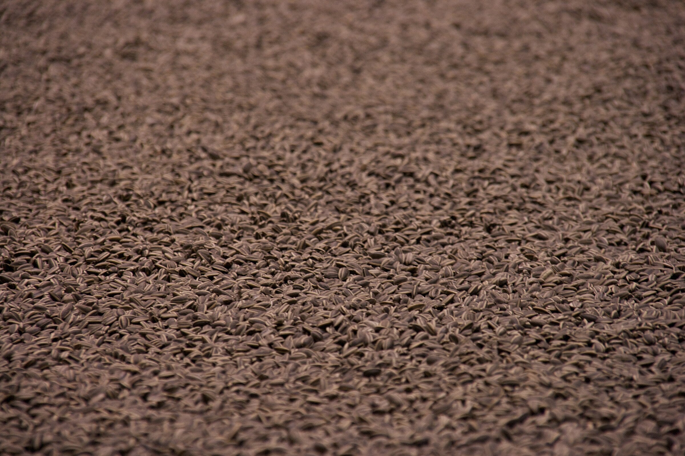 Ai Weiwei, Sunflower Seeds, 2010. 100 million hand-painted porcelain seeds. Tate Modern, London.
