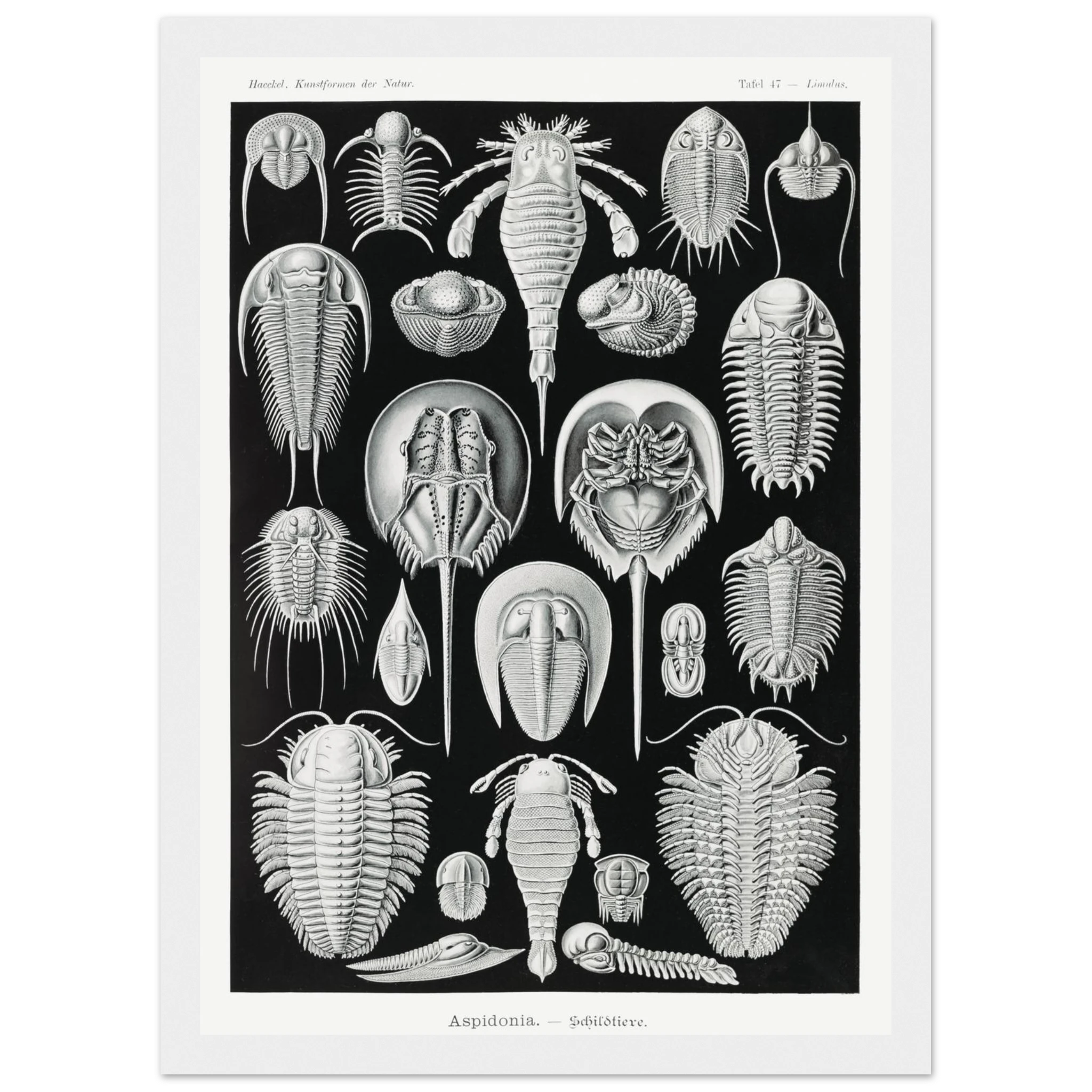 132d9b95-e5eb-46d4-a91b-a2f9ae058e7b