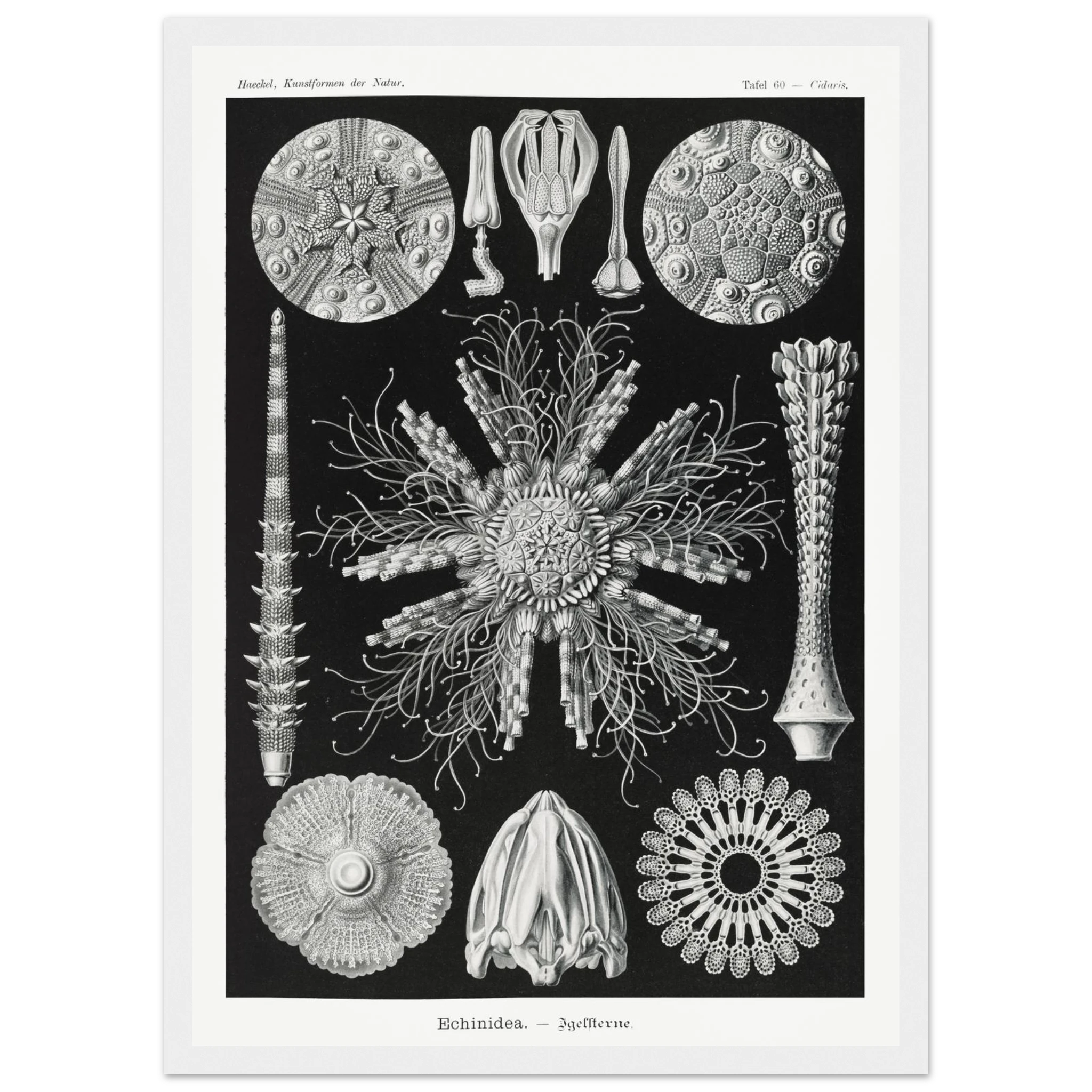 209fcb13-1348-4e4e-842f-366ef21b8dc6