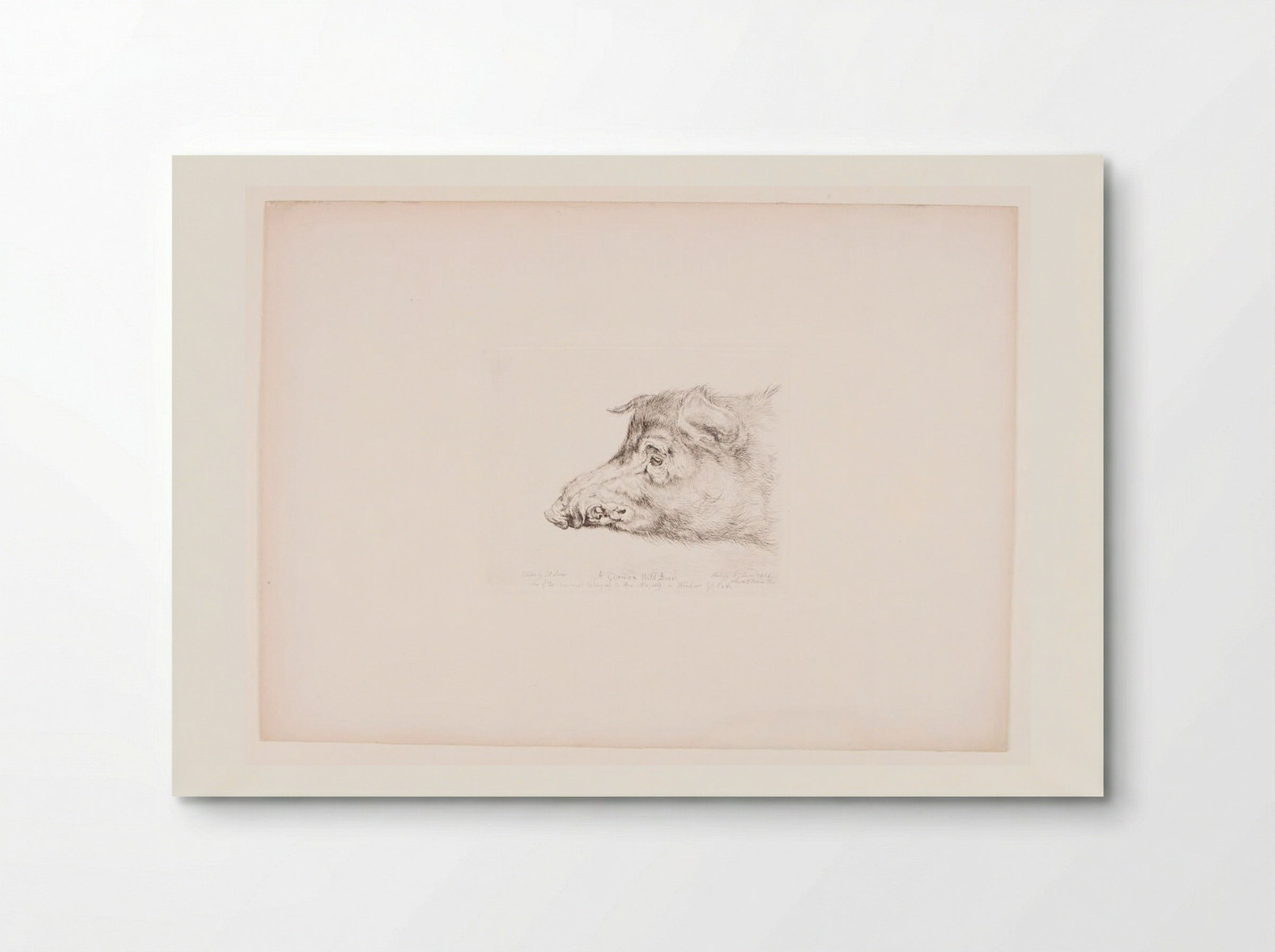 A German Wild Boar - John Frederick Lewis - Poster