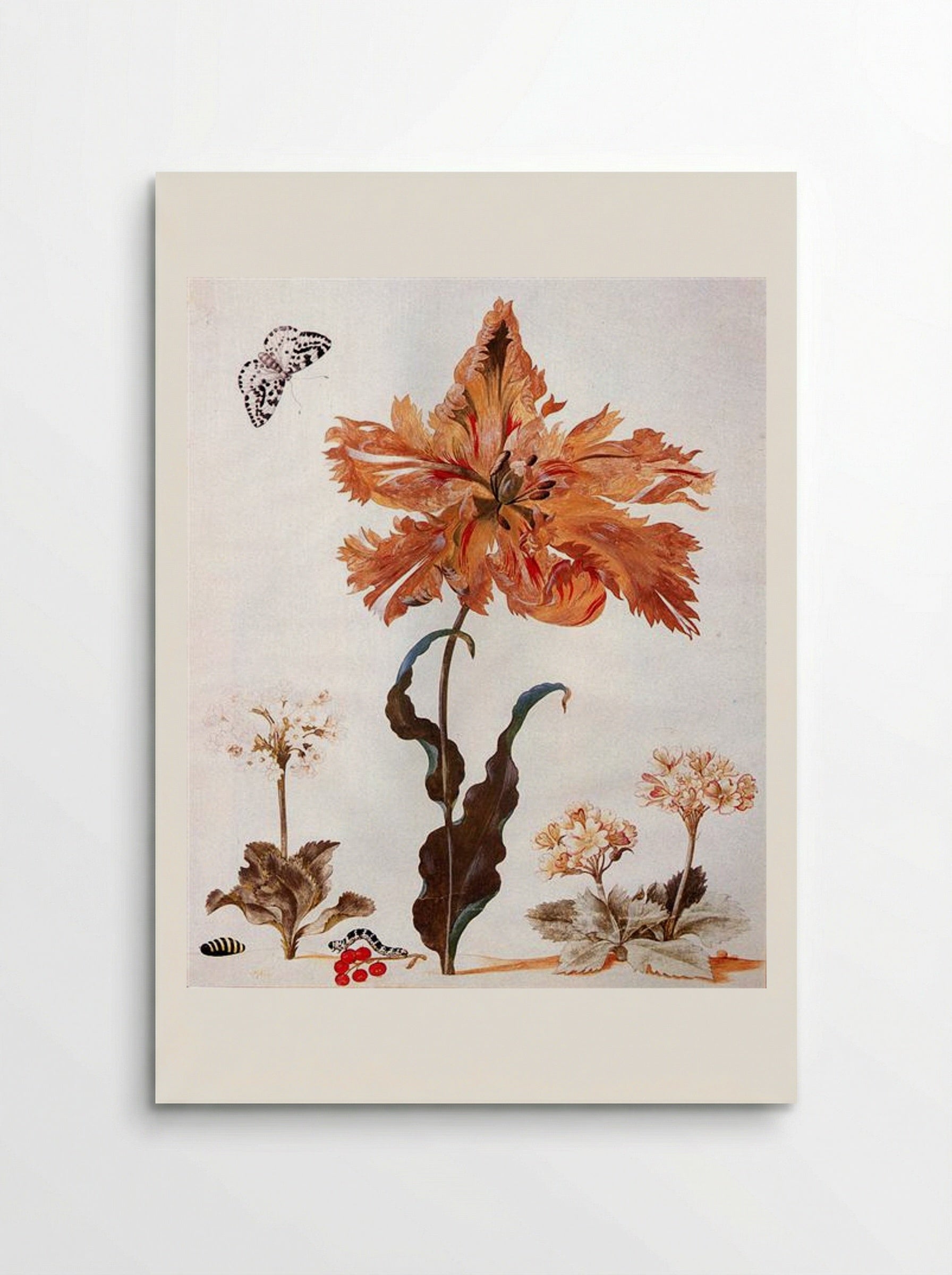 A Parrot Tulip, Auriculas, and Red Currants, with a Magpie Moth, its Caterpillar and Pupa - Maria Sibylla Merian - Poster