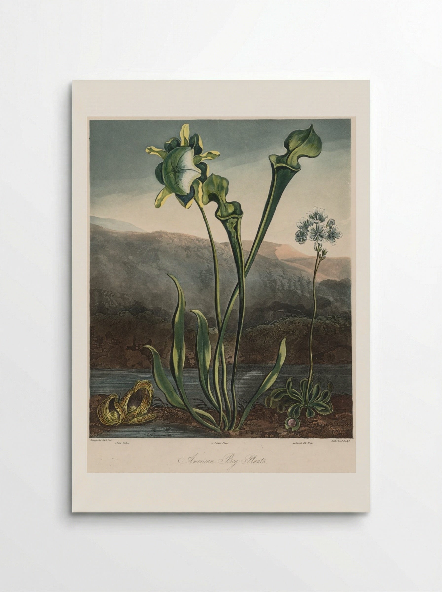 American Bog Plants - Thomas Sutherland - Poster
