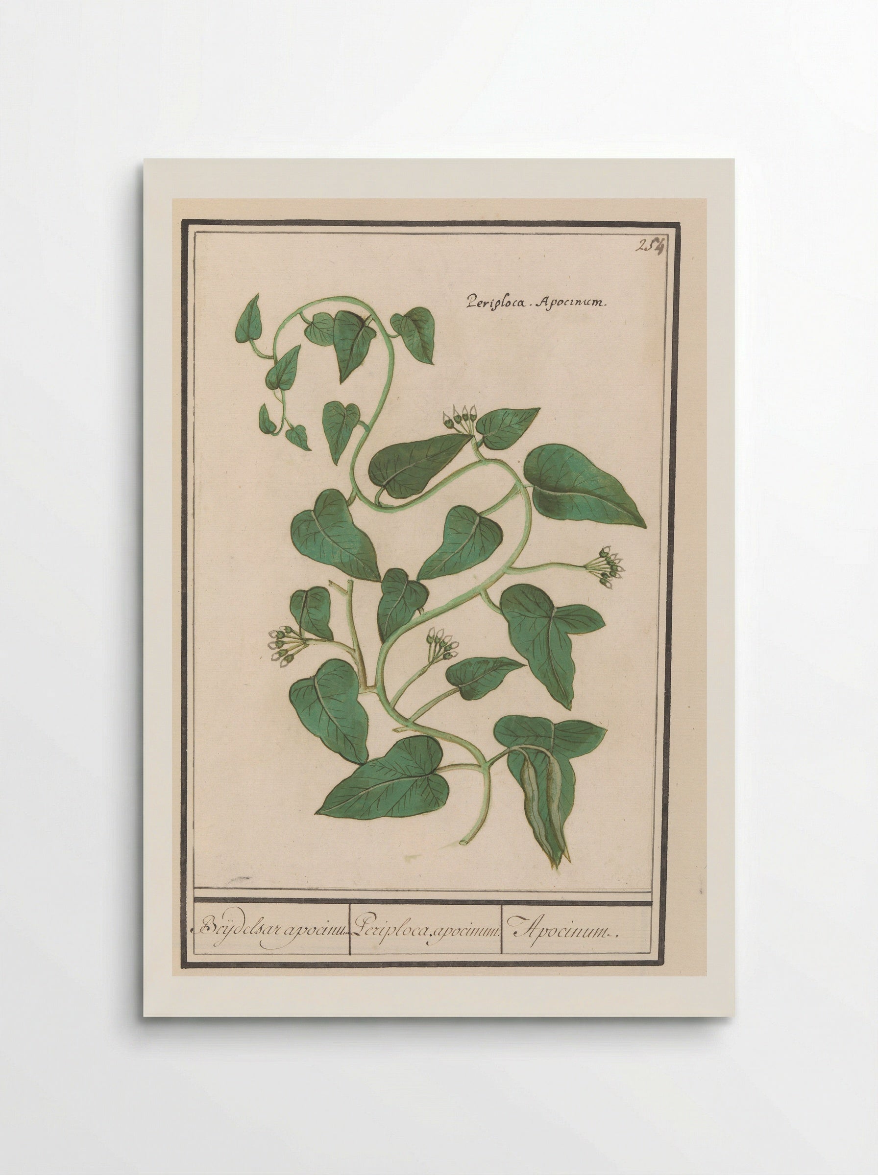 Apocynum - Fine Art Print - Poster