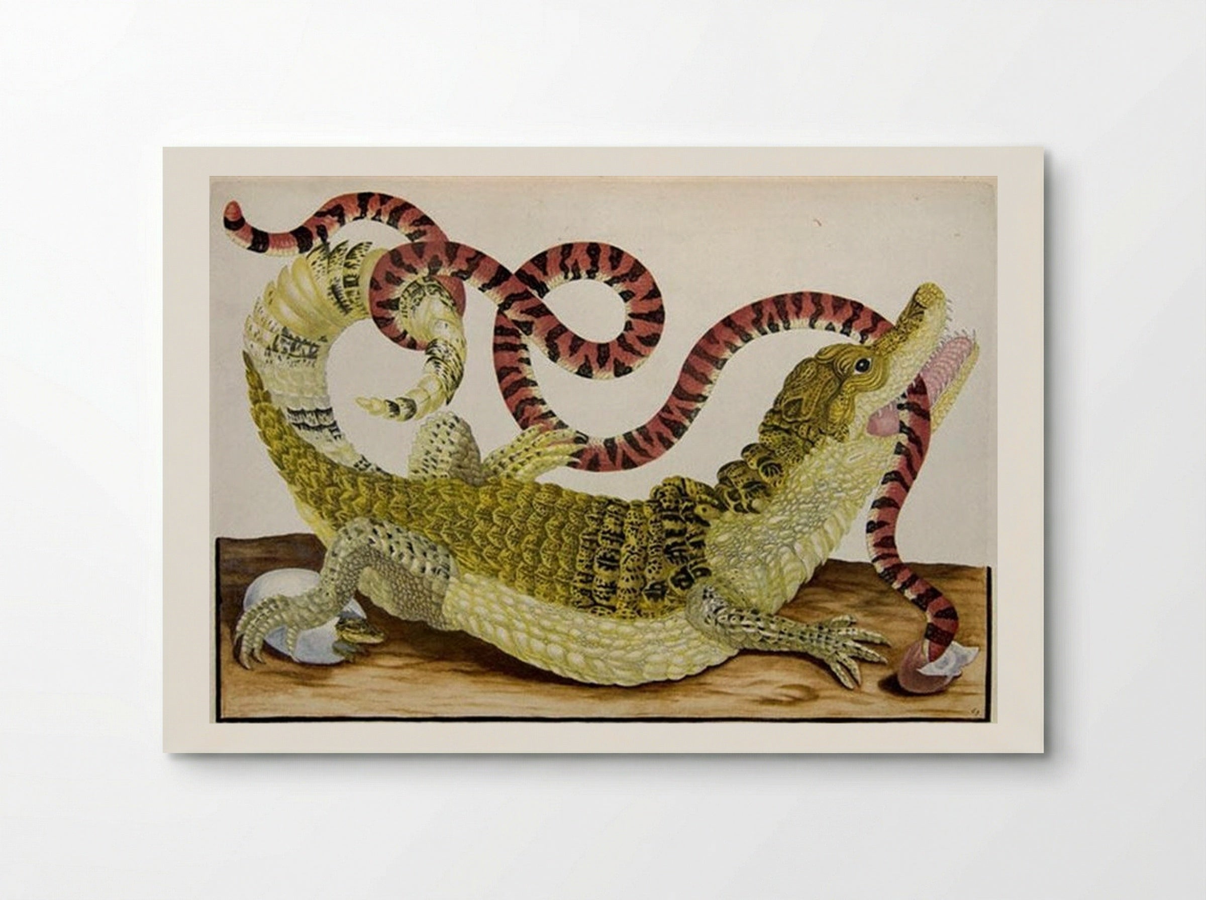 Caiman and Snake - Maria Sibylla Merian - Poster
