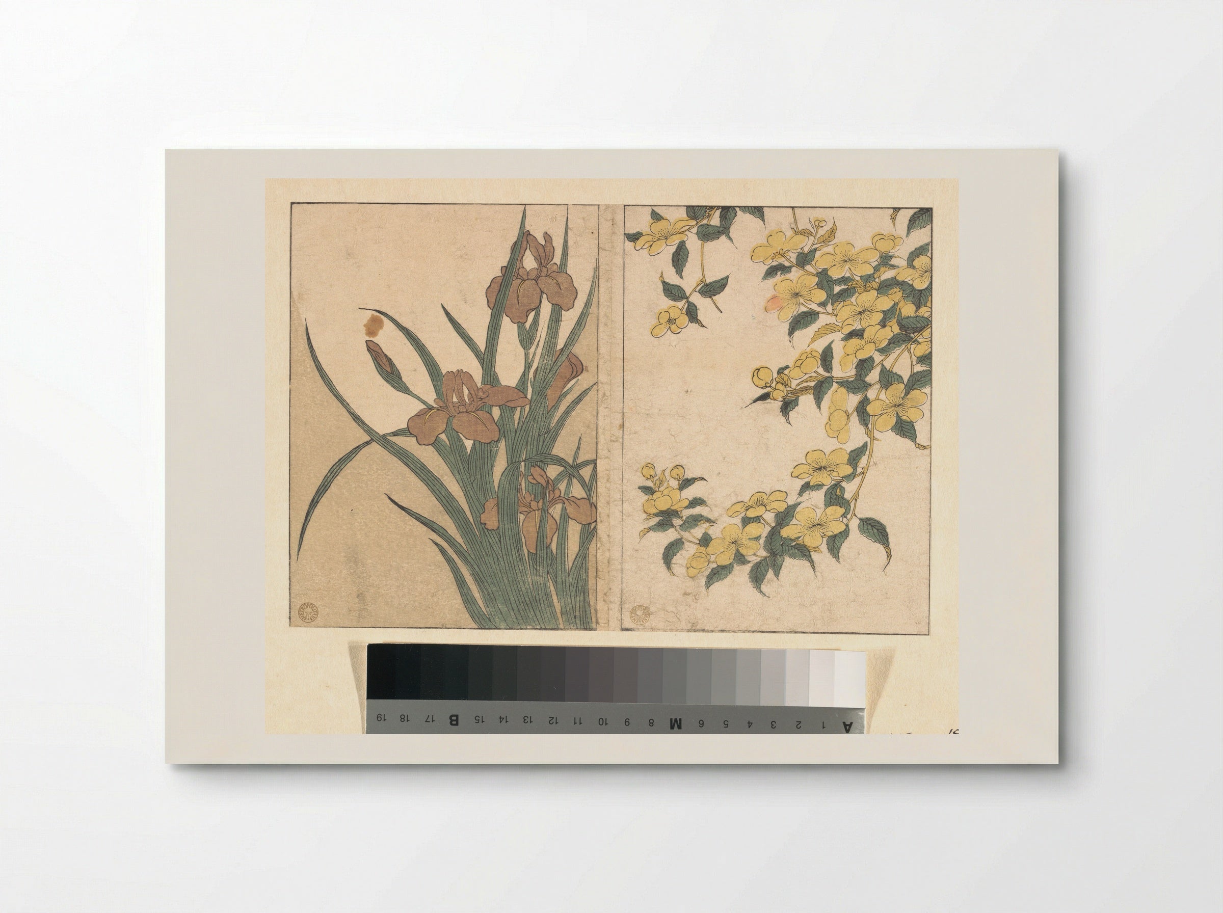 Cherry Blossoms and Irises - Kitagawa Utamaro - Poster