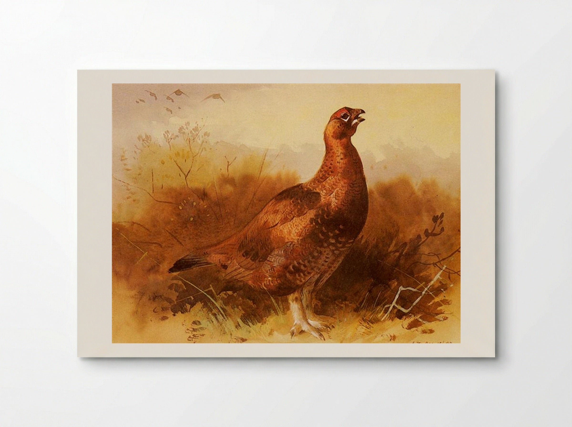 Cock Grouse - Archibald Thorburn - Poster