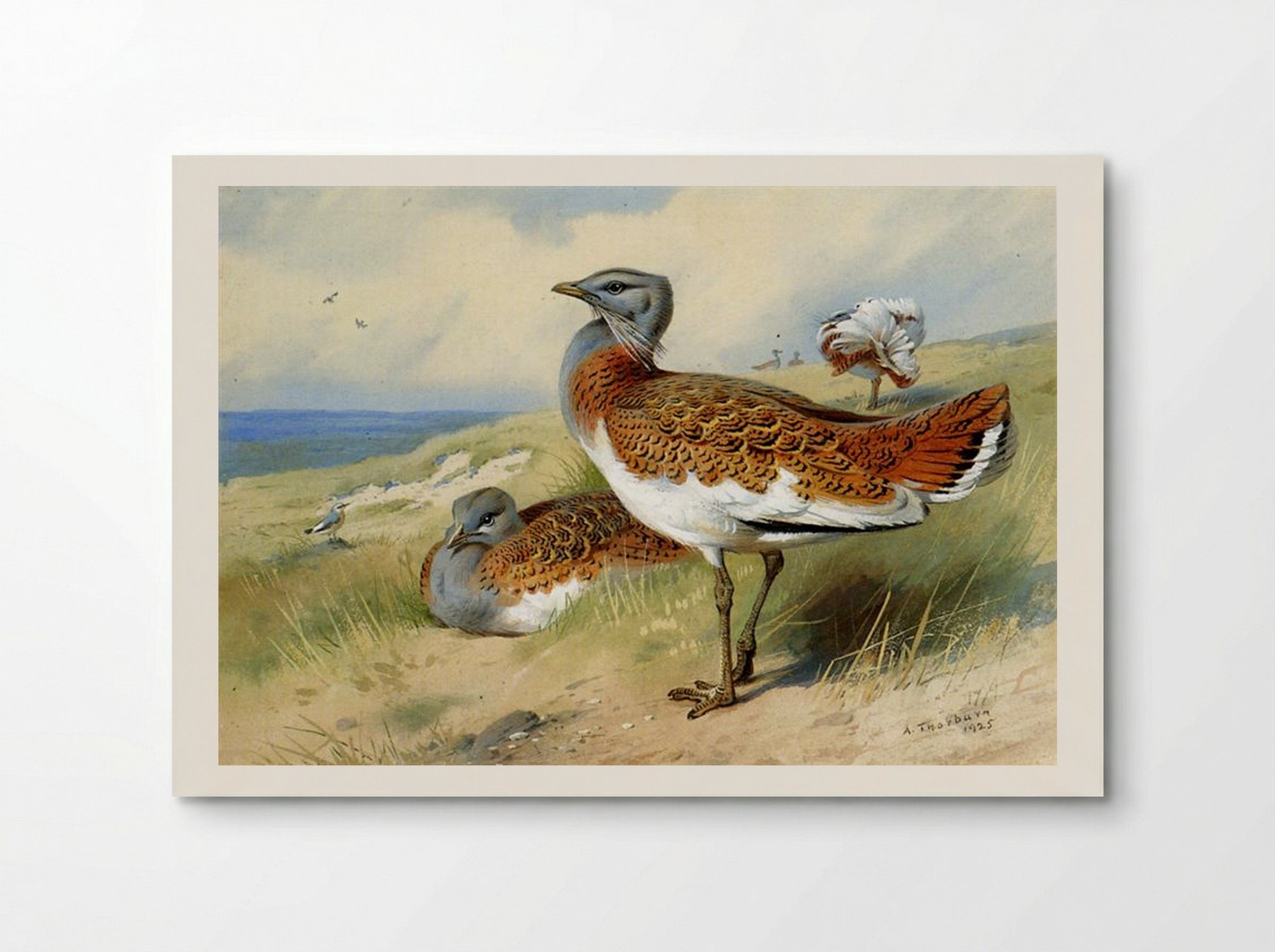 Great Bustards - Archibald Thorburn - Poster
