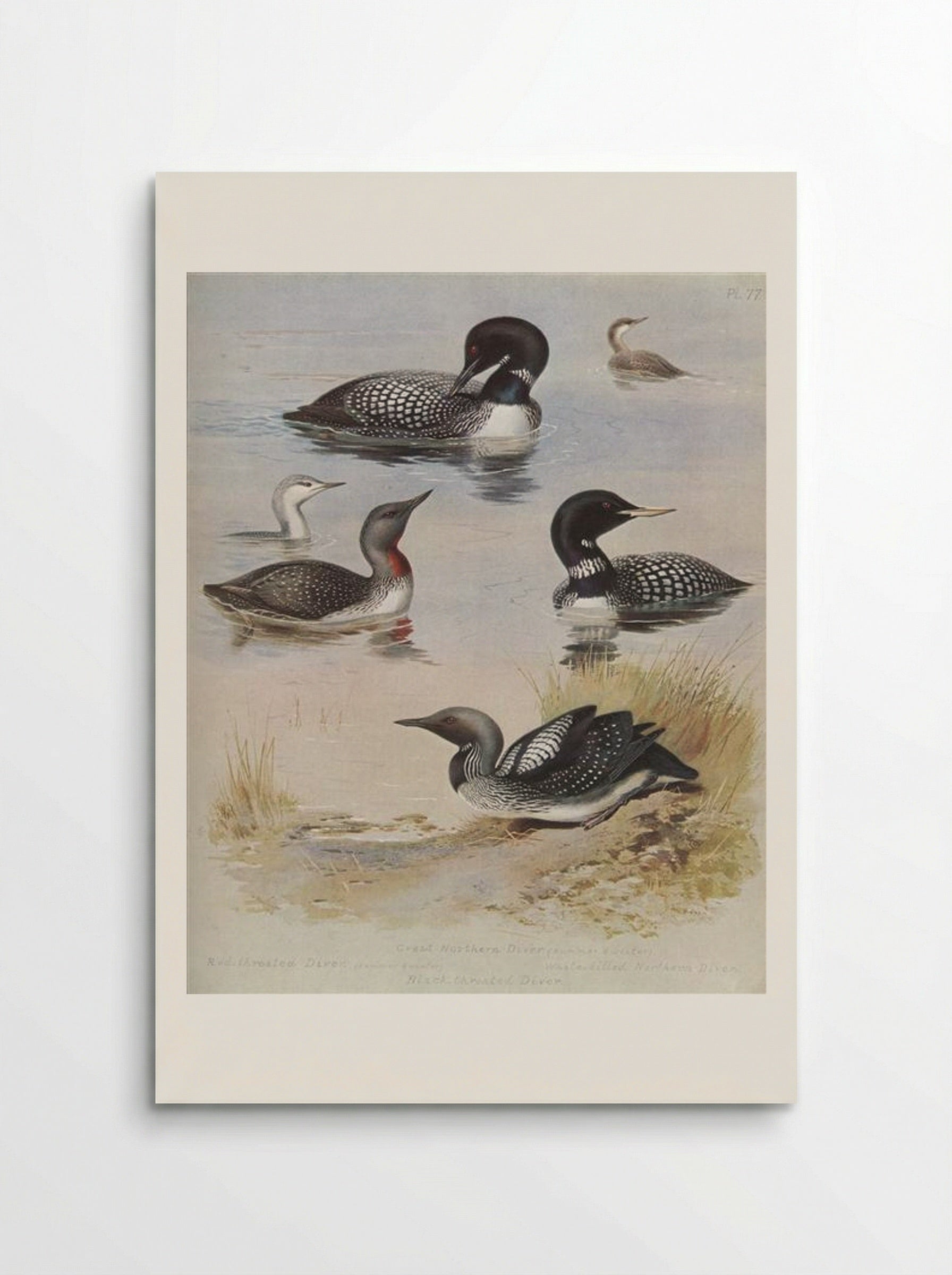 Great Northern Diver - Archibald Thorburn - Poster