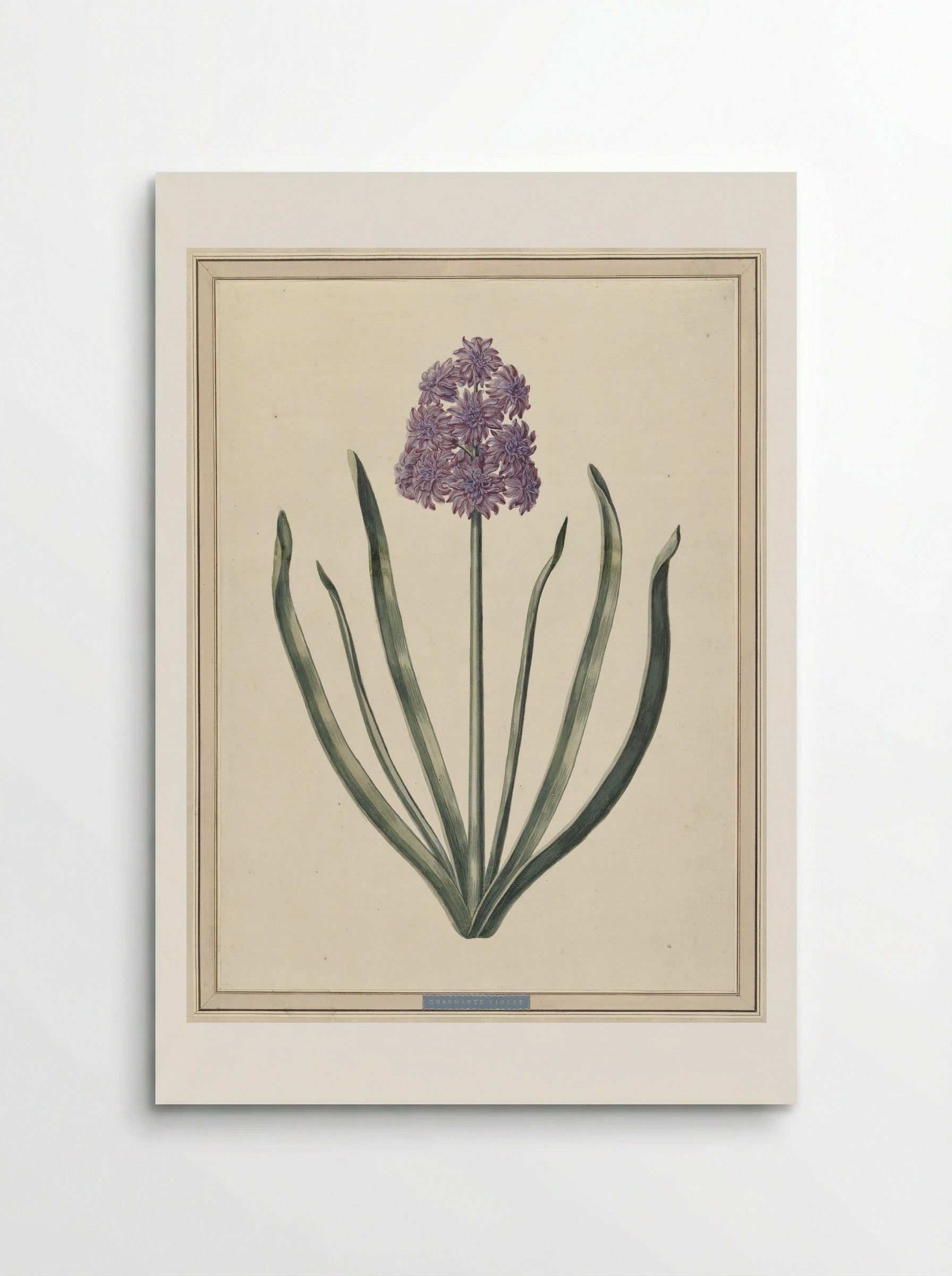 Hyacint (Charmante Violet) - F. Wijandt - Poster