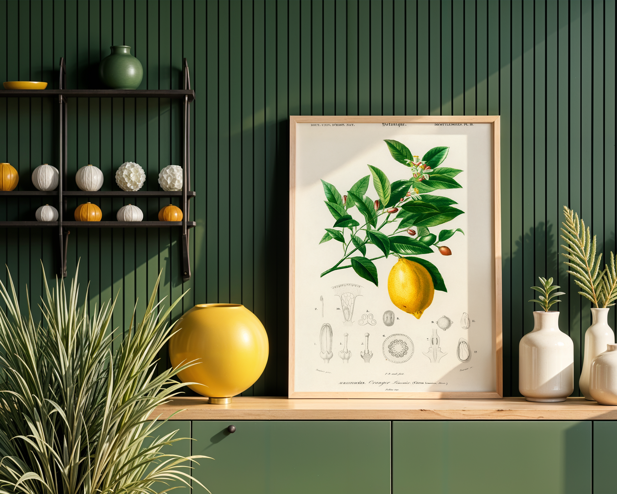 Lemon-(Citrus-Limonium)-illustrated-by-Charles-Dessalines-D_-Orbigny_final mockup