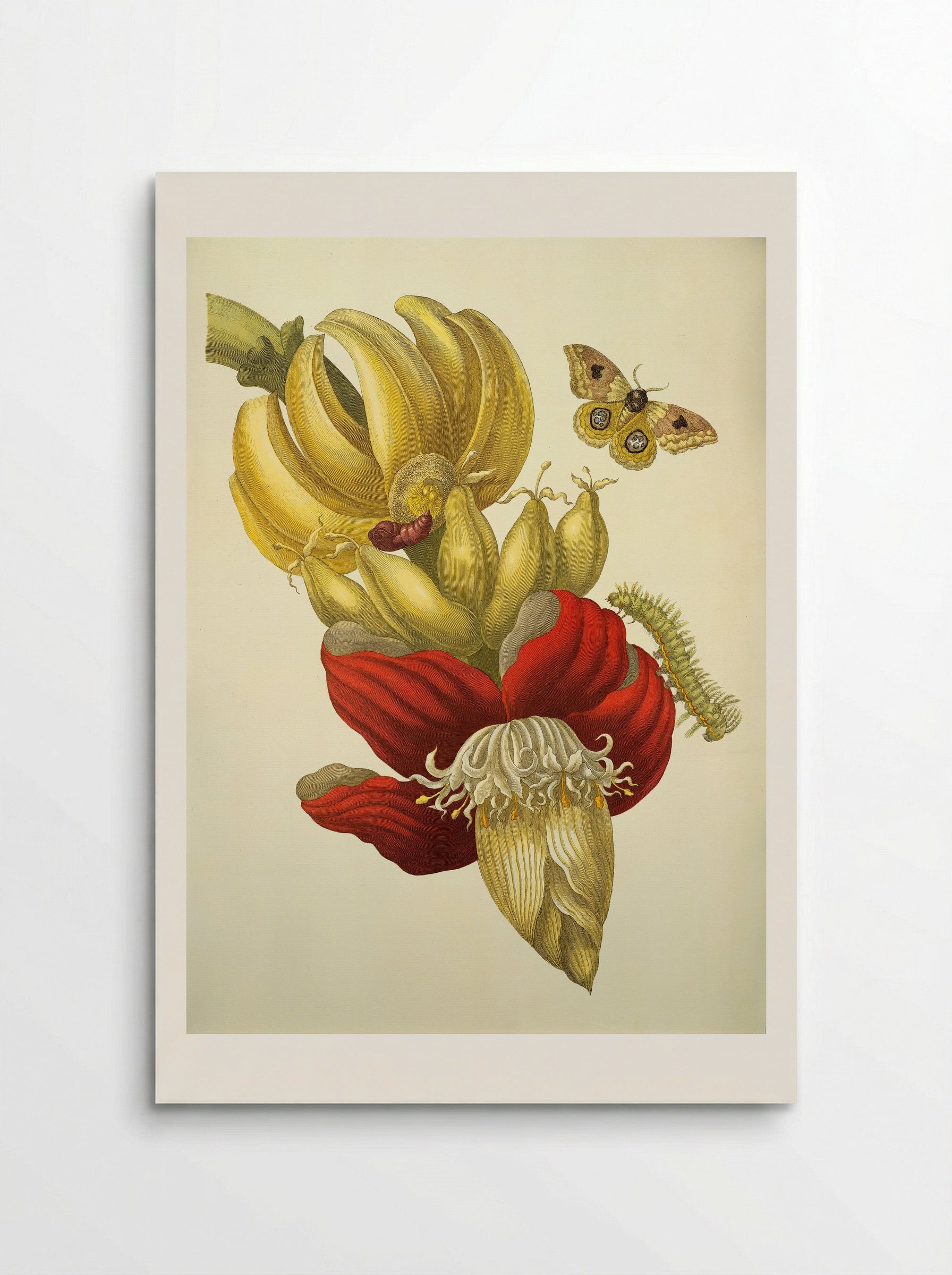 Metamorphosis insectorum Surinamensiam (Banana Plant) - Maria Sibylla Merian - Poster