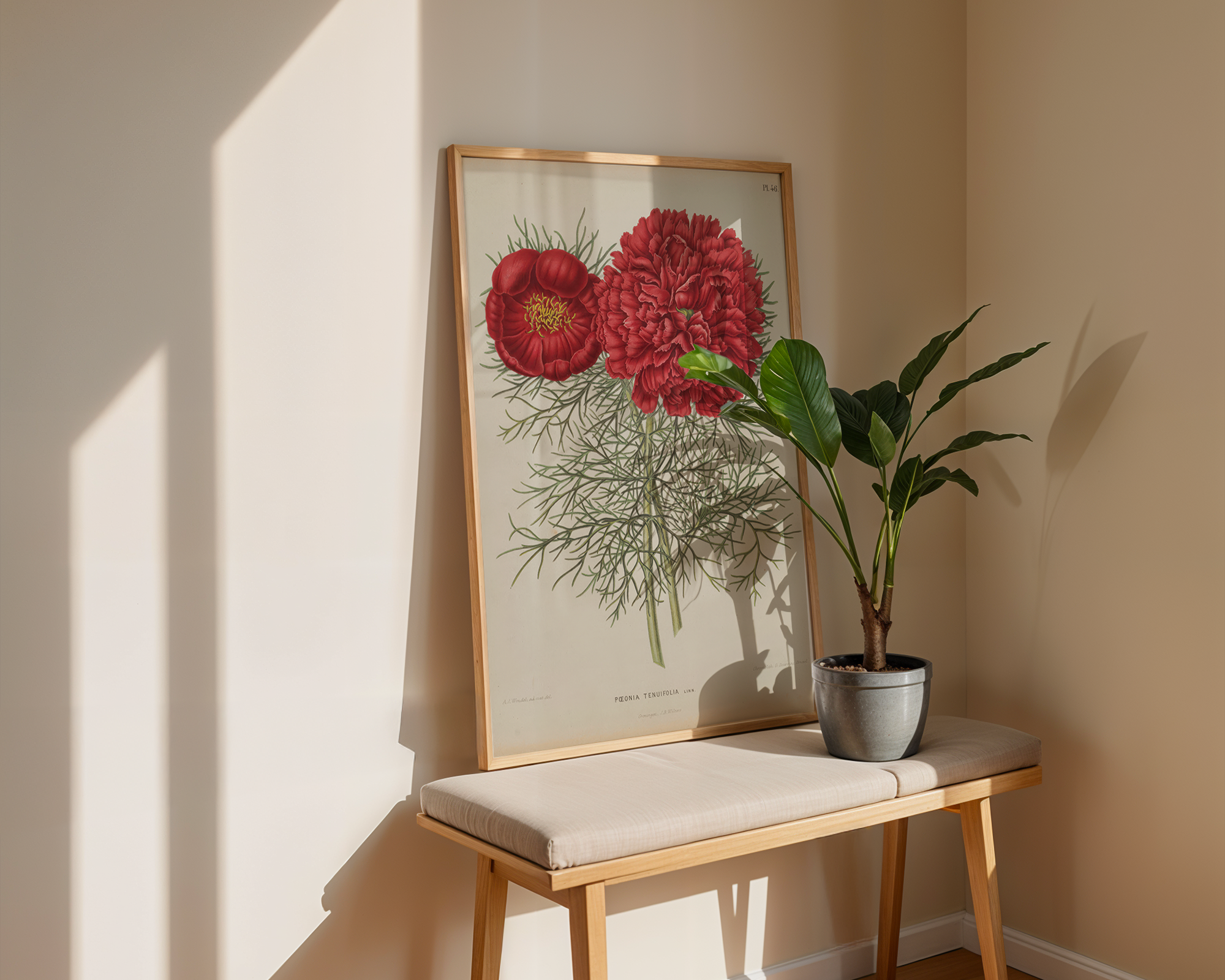 Paeonia-tenuifolia-L._hq mockup
