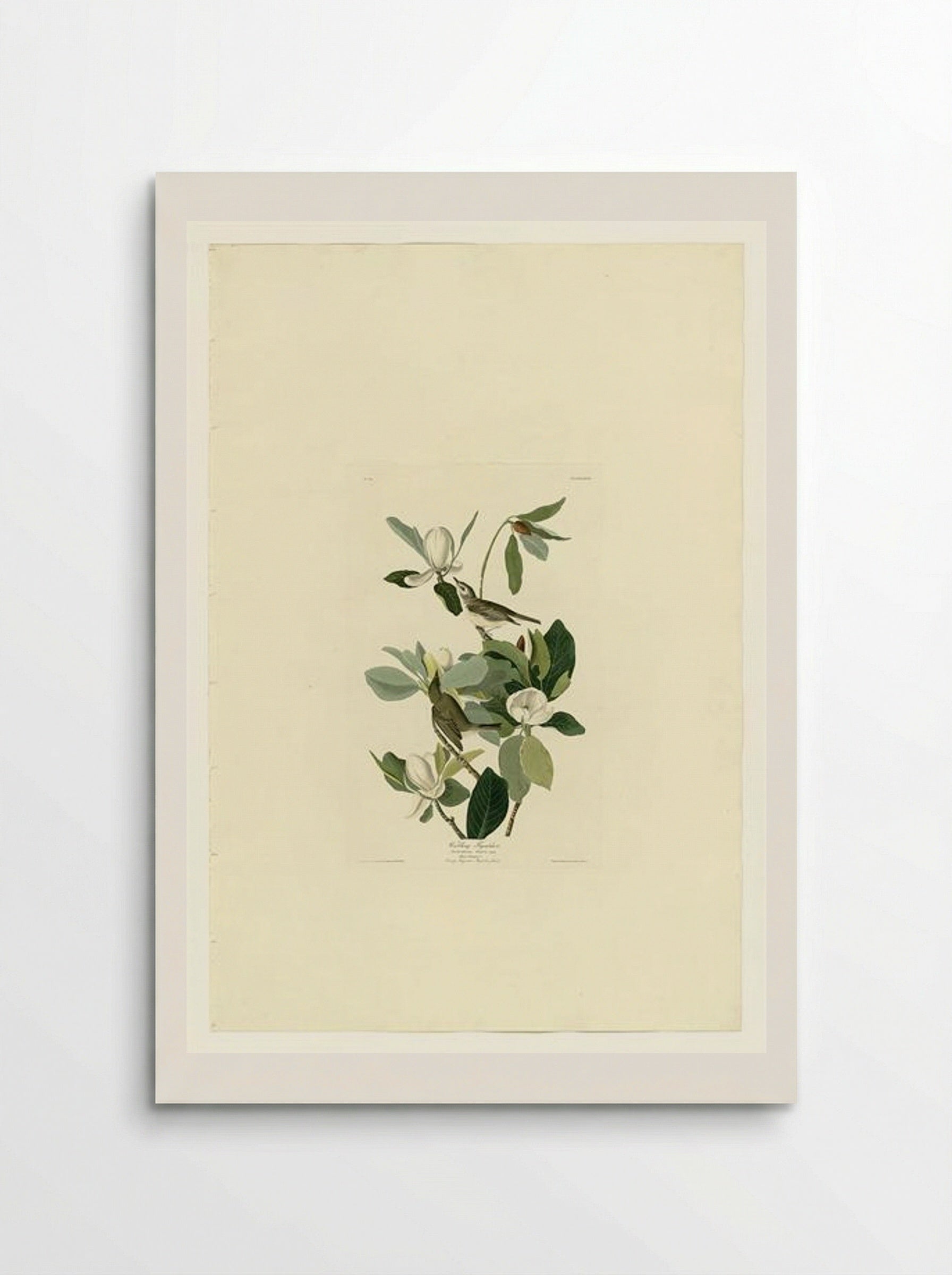 Plate 118 Warbling Flycatcher - John James Audubon - Poster