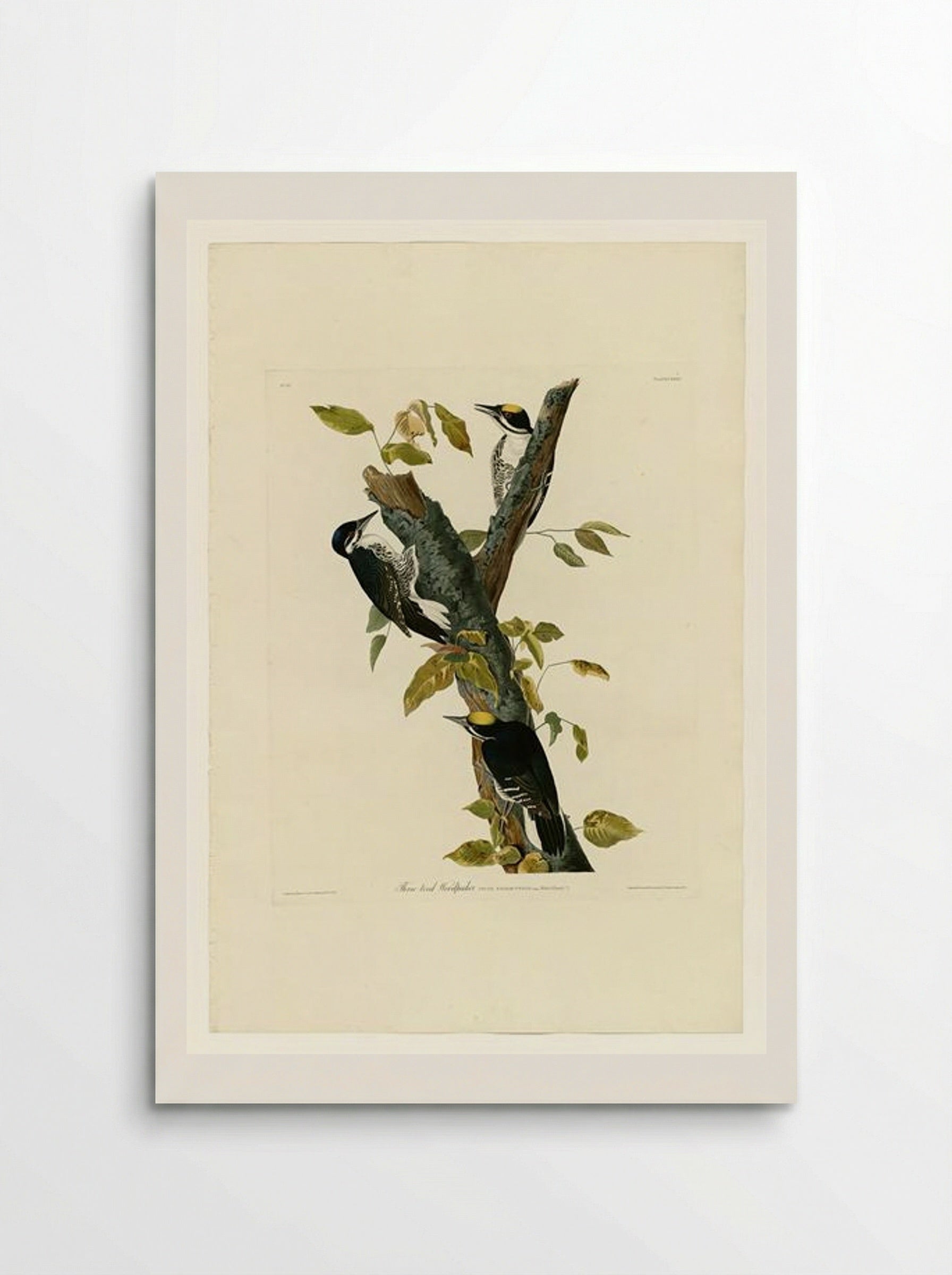 Plate 132 Three-toed Woodpecker - John James Audubon - Poster
