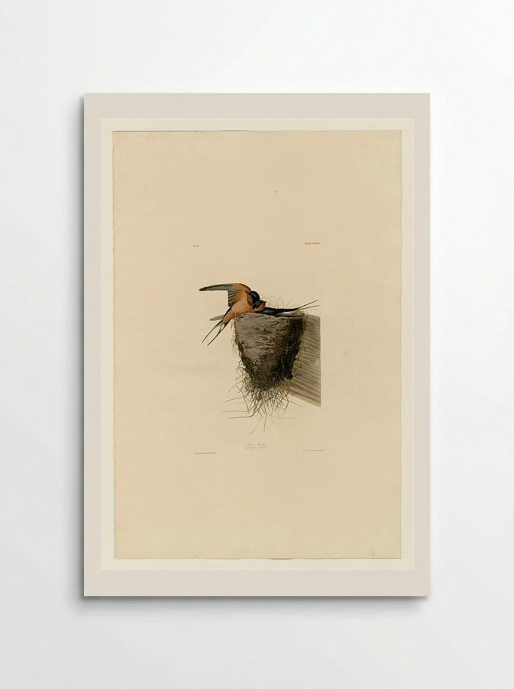 Plate 173 Barn Swallow - John James Audubon - Poster