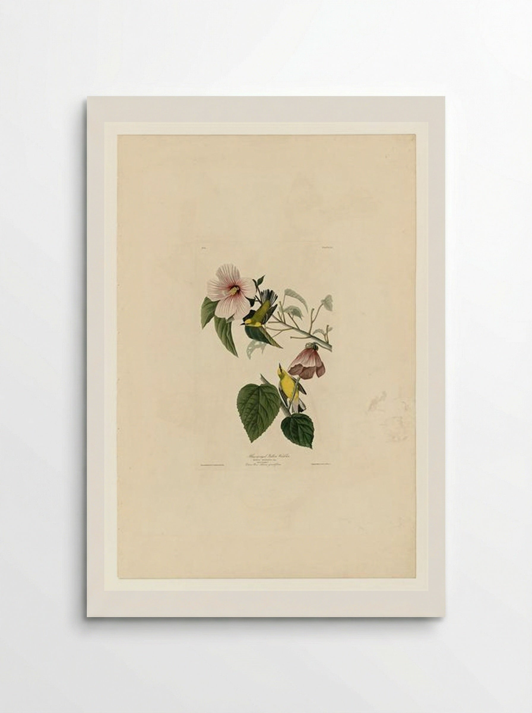 Plate 20. Blue-winged Yellow Warbler - John James Audubon - Poster