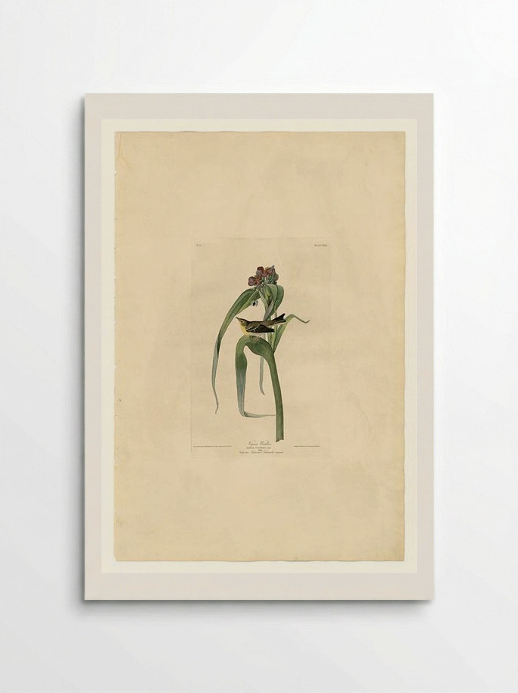 Plate 30. Vigor's Warbler - John James Audubon - Poster