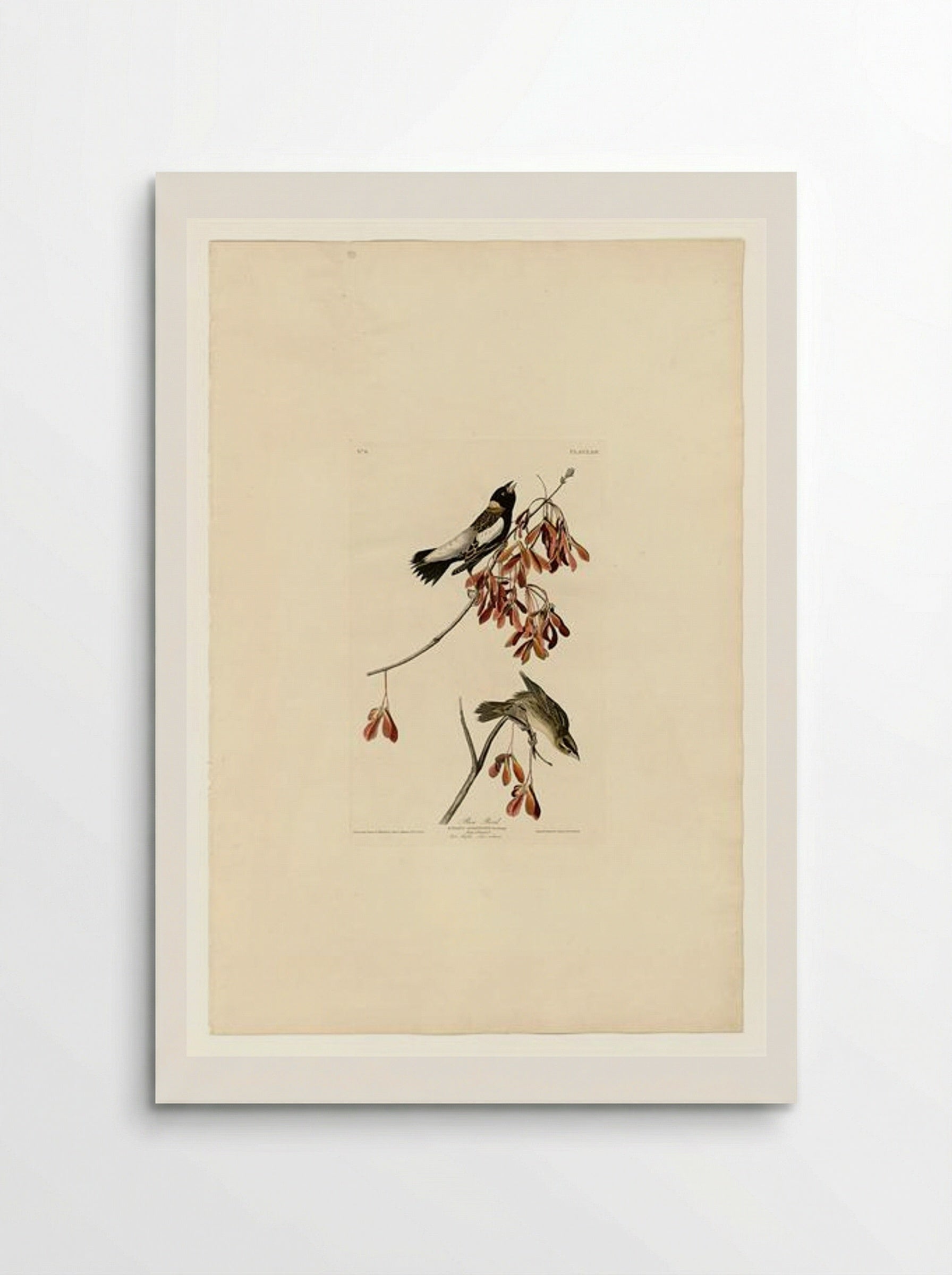 Plate 54. Rice Bird - John James Audubon - Poster