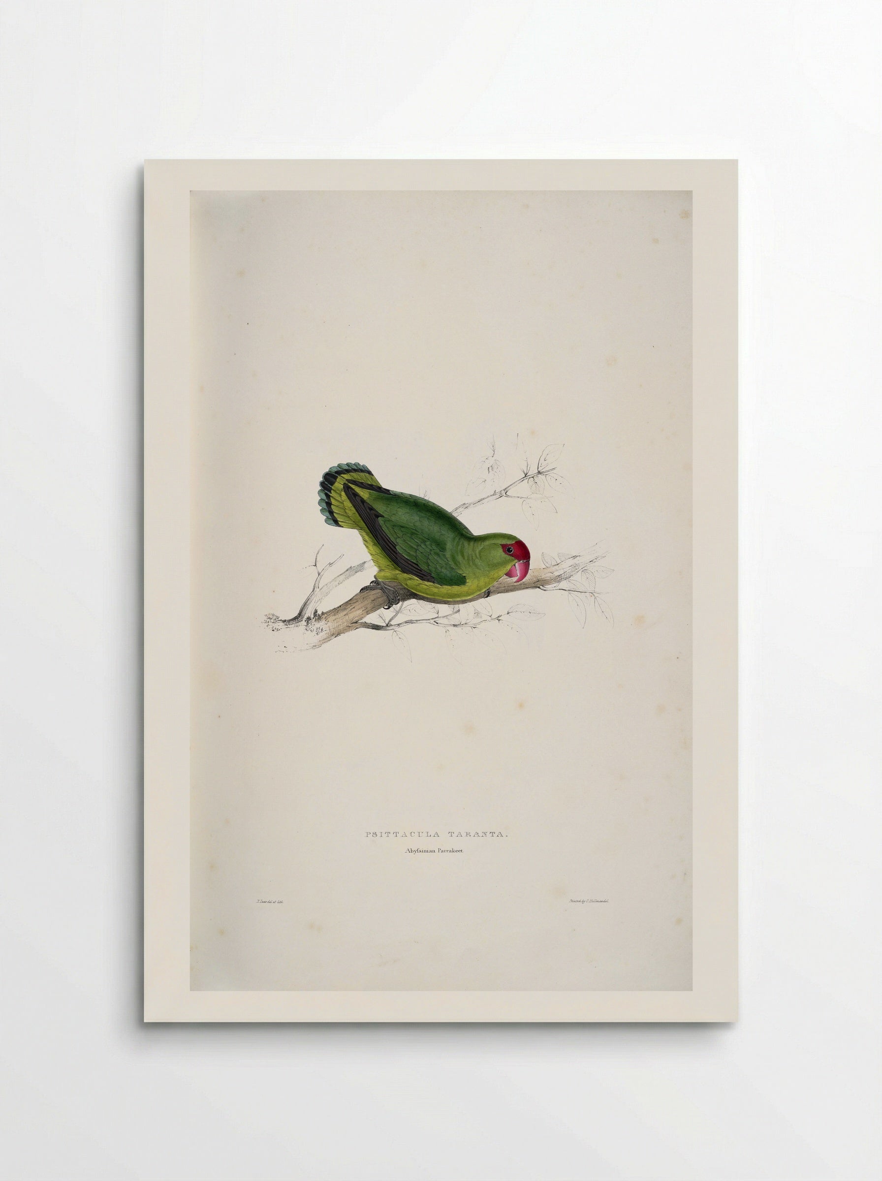 Psittacula taranta (Abyssinian Lovebird) - Edward Lear - Poster