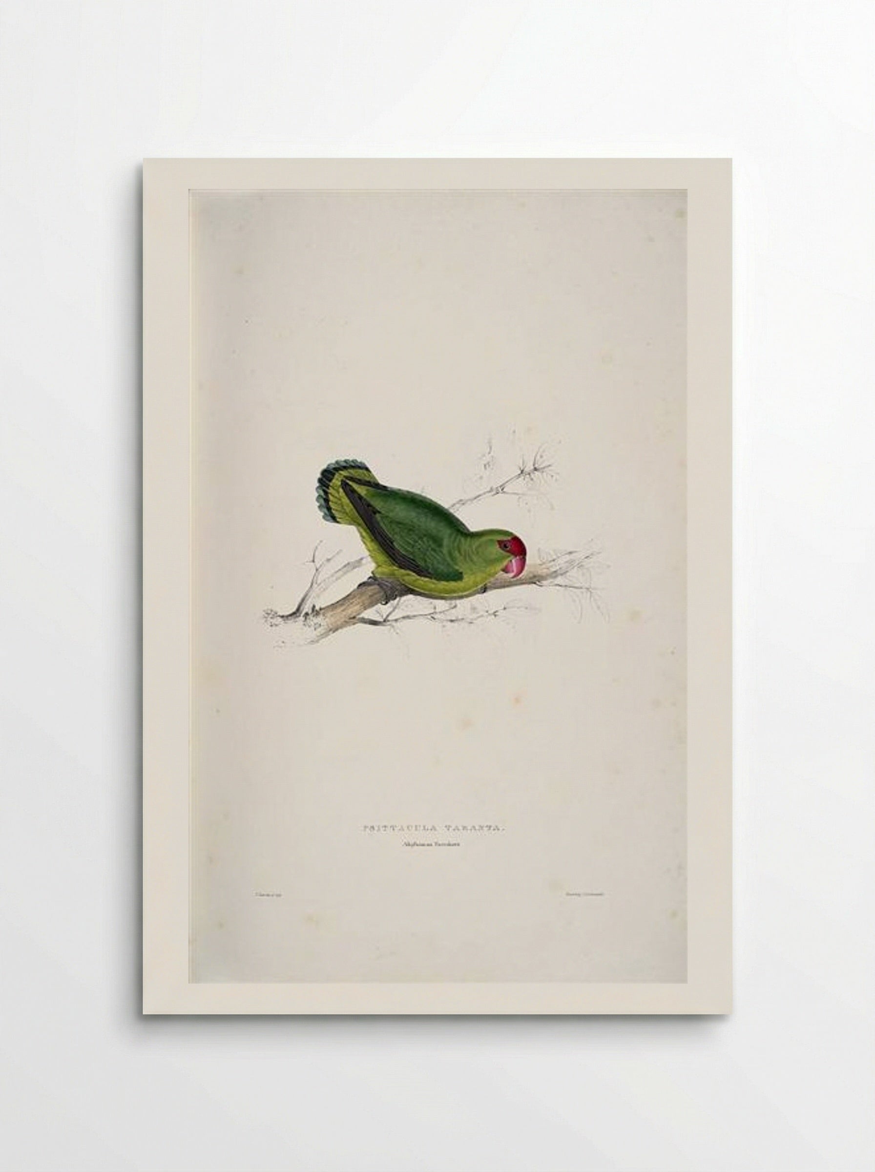 Psittacula taranta (Abyssinian Lovebird) - Edward Lear - Poster
