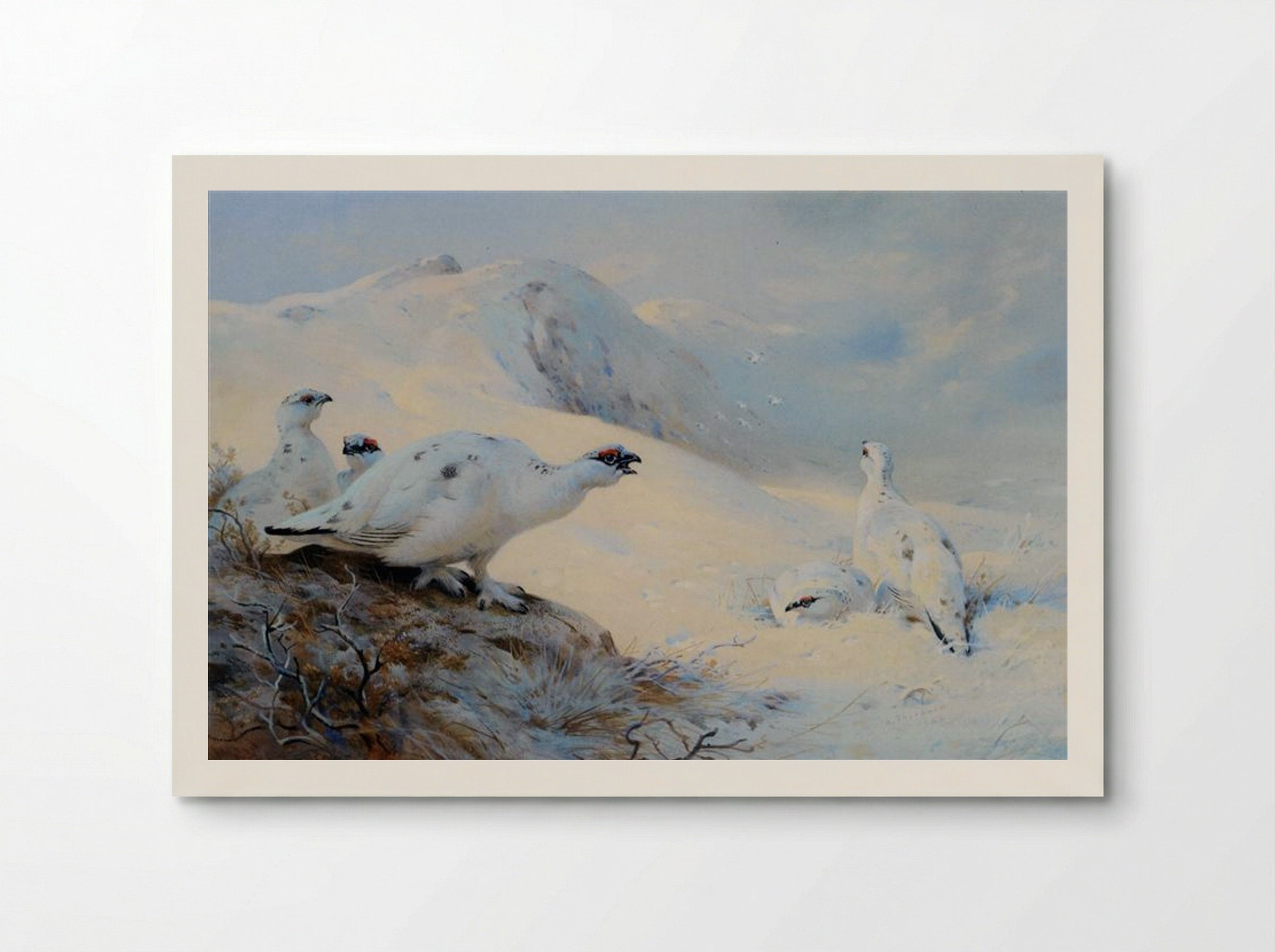Ptarmigan Calling in the Snow - Archibald Thorburn - Poster