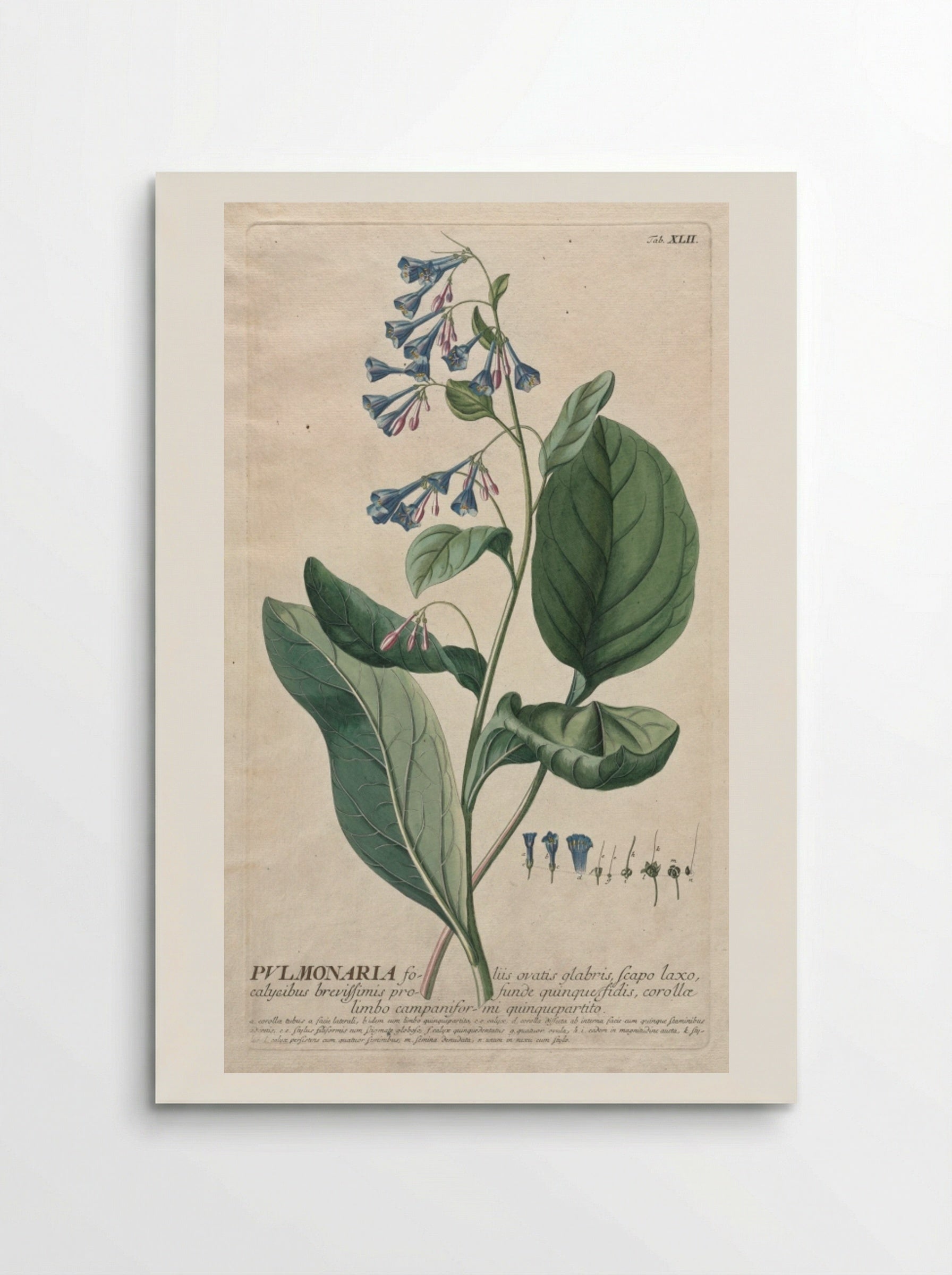 Pulmonaria - Georg Dionysius Ehret - Poster