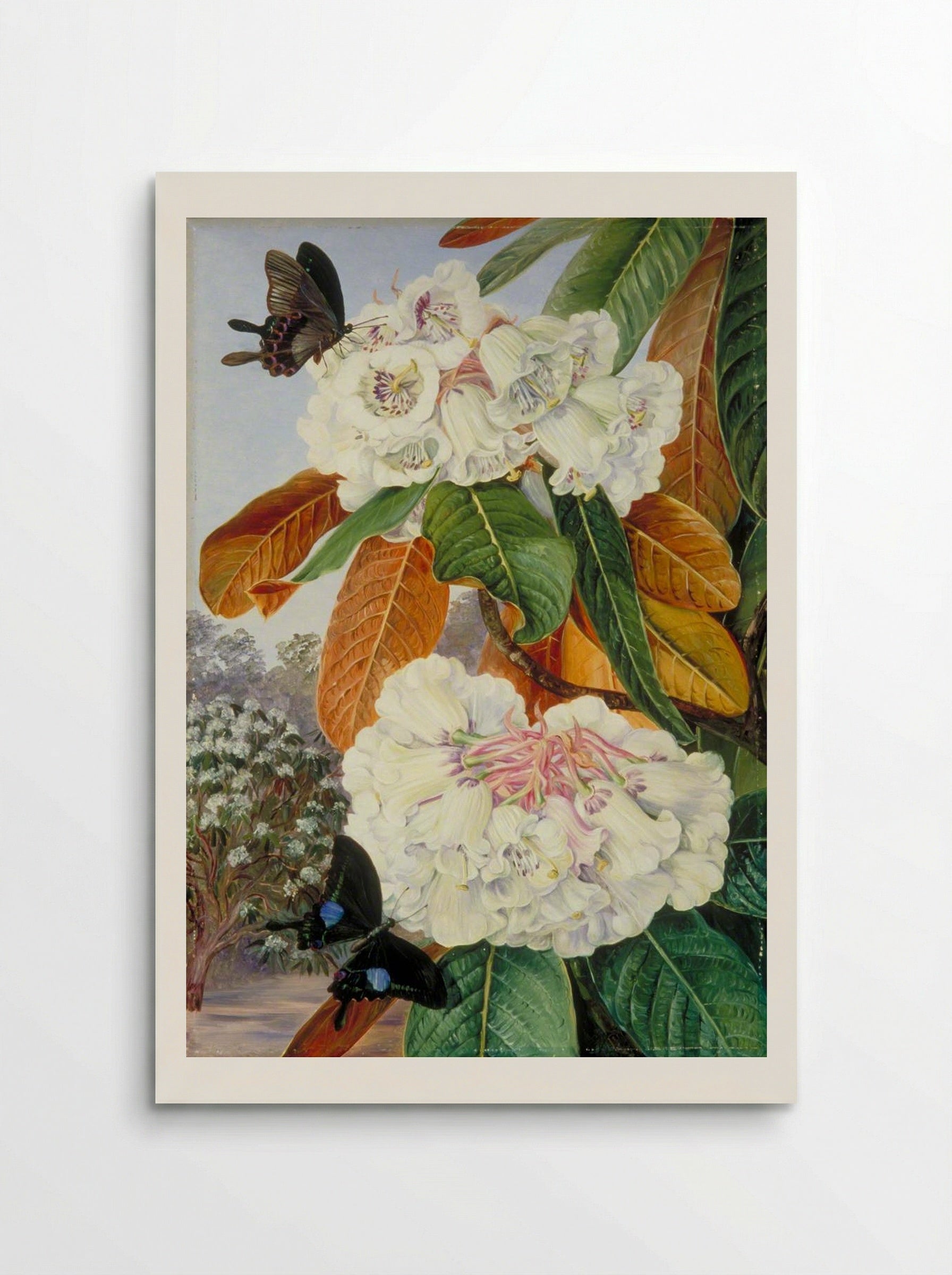 Rhododendron Falconeri from the Mountains of North India - Marianne North - Poster
