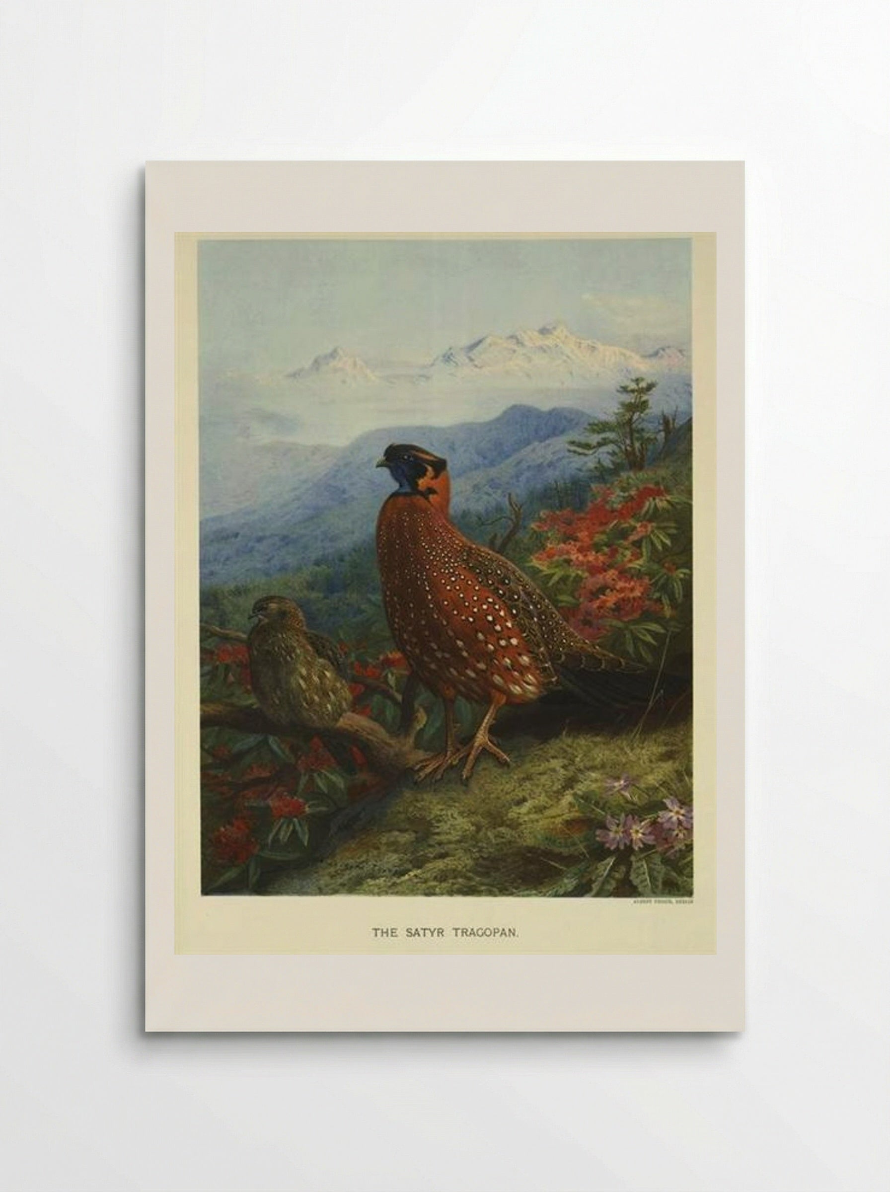 Satyr Tragopan - Archibald Thorburn - Poster