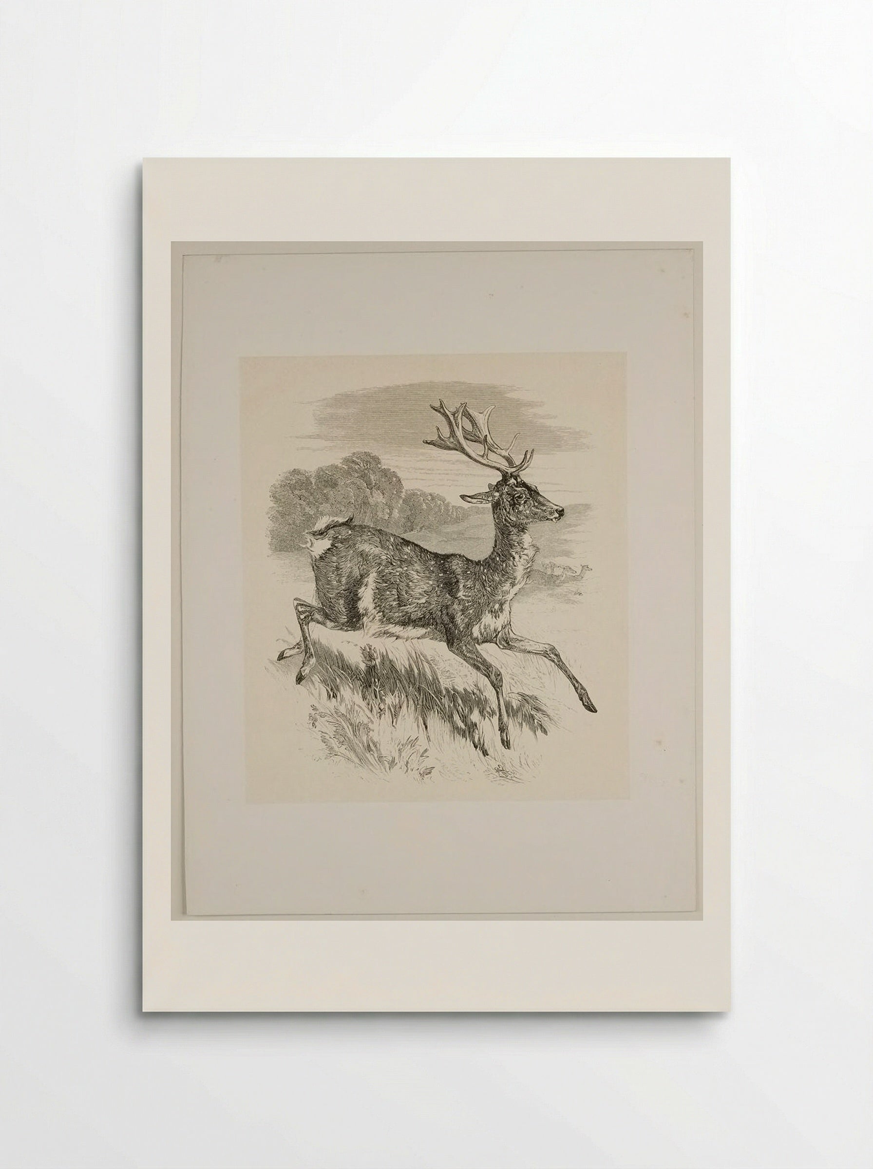 Stag - Walter Gorway - Poster