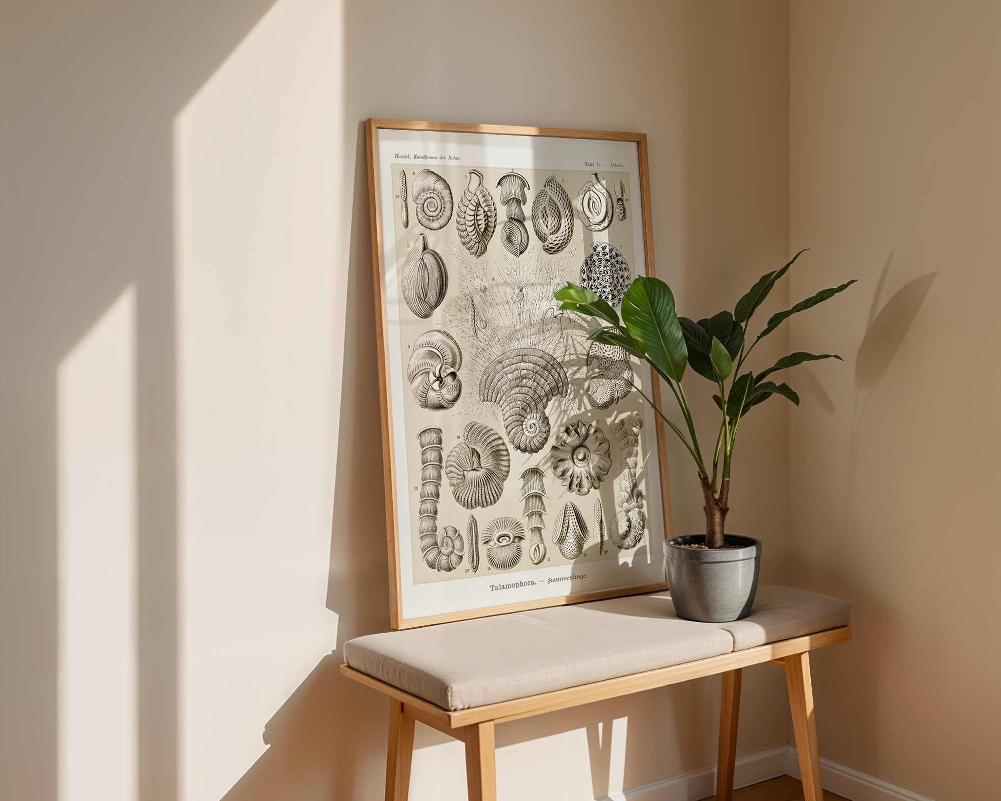 Talamophora–Kammerlinge-from-Kunstformen-der-Natur-(1904)-by-Ernst-Haeckel mockup