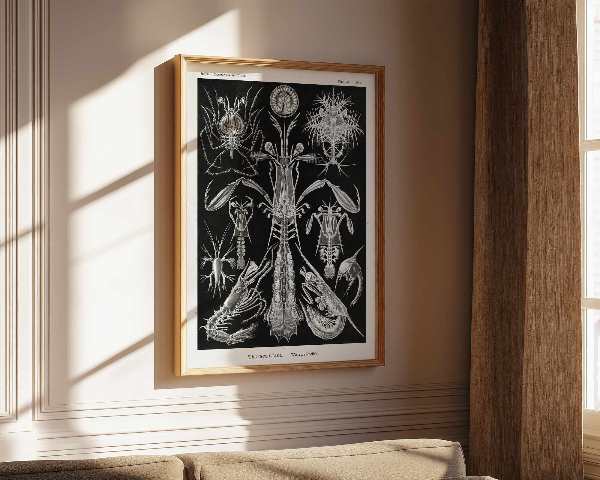 Thoracostraca–Panzerkrebse-from-Kunstformen-der-Natur-(1904)-by-Ernst-Haeckel mockup