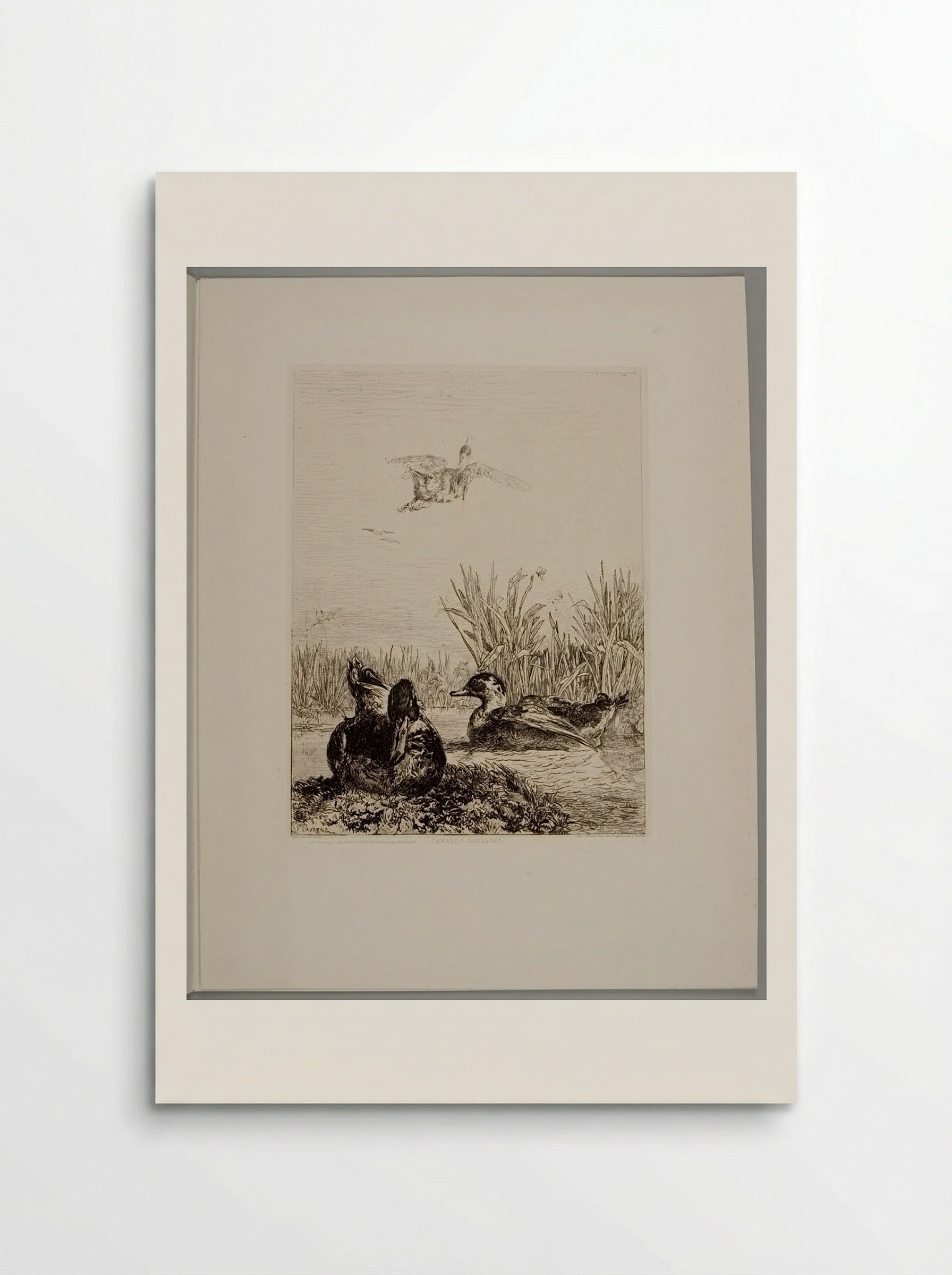 Wild Ducks - Jules Joseph Augustin Laurens - Poster