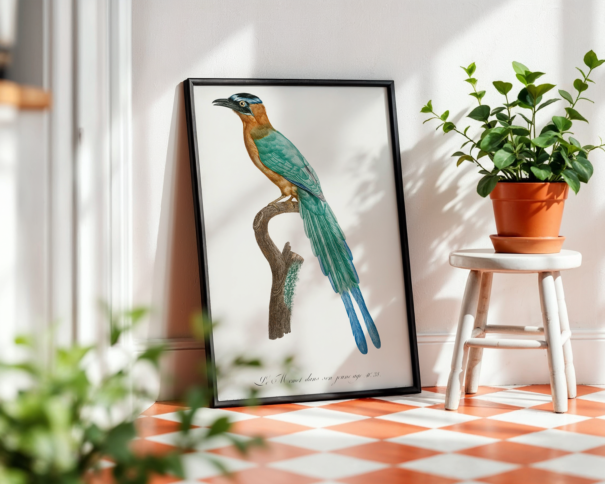 Young-motmot-from-Histoire-Naturelle-des-Oiseaux-de-Paradis-et-Des-Rolliers-(1806)-by-Jacques-Barraband_final mockup