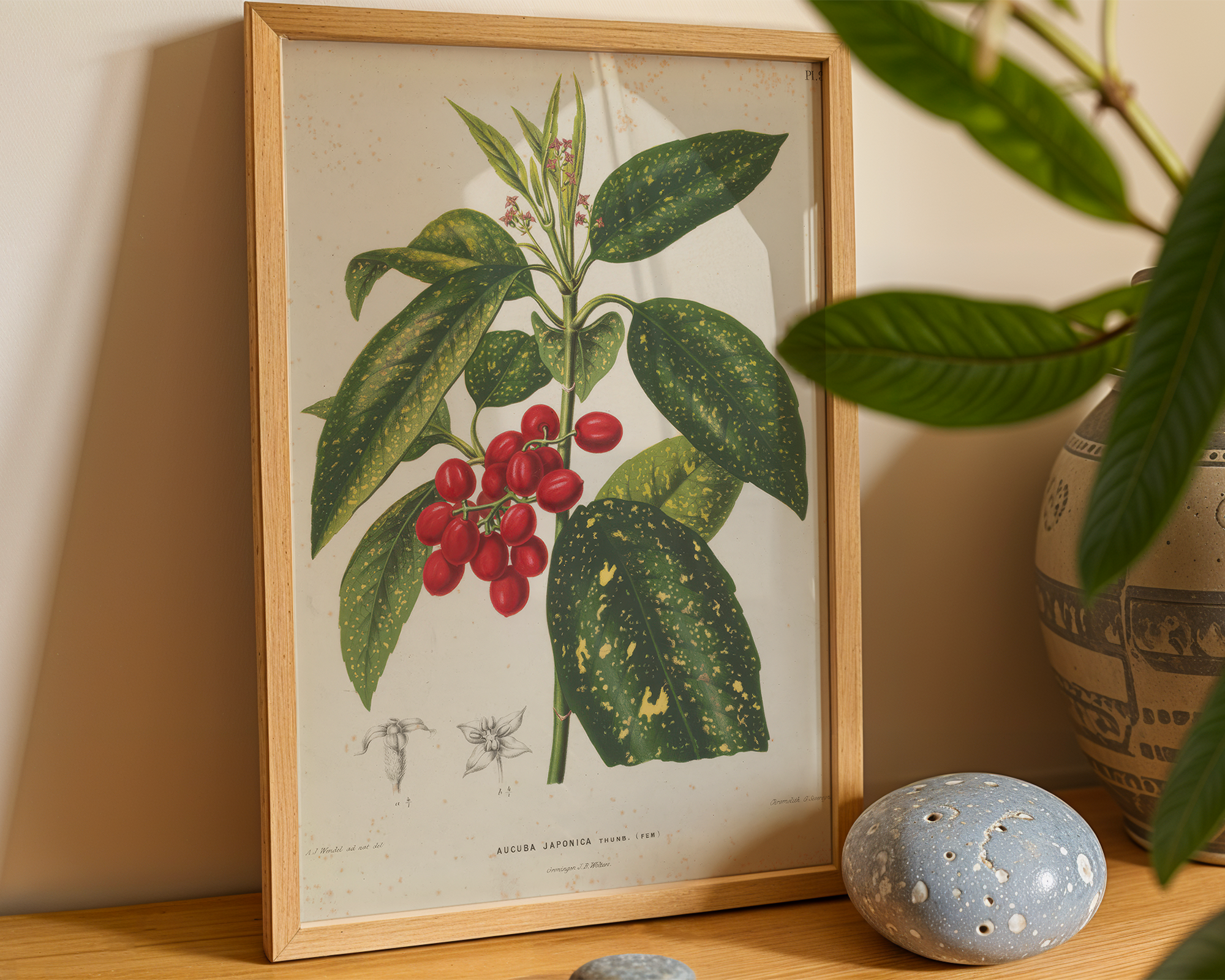 aucuba-japonica-thunb-a-j-wendel mockup