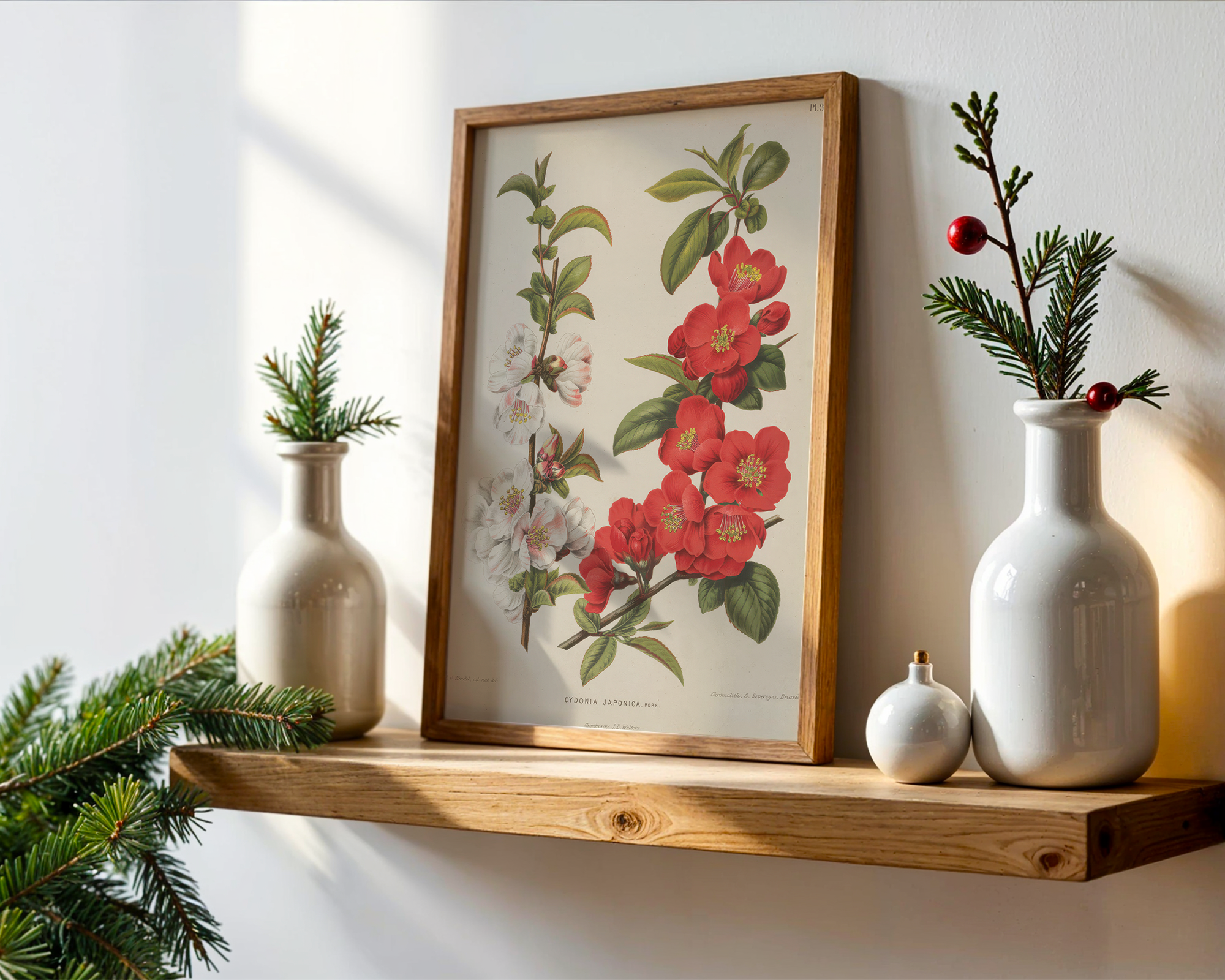 cydonia-japonica-thunb-pers-a-j-wendel mockup