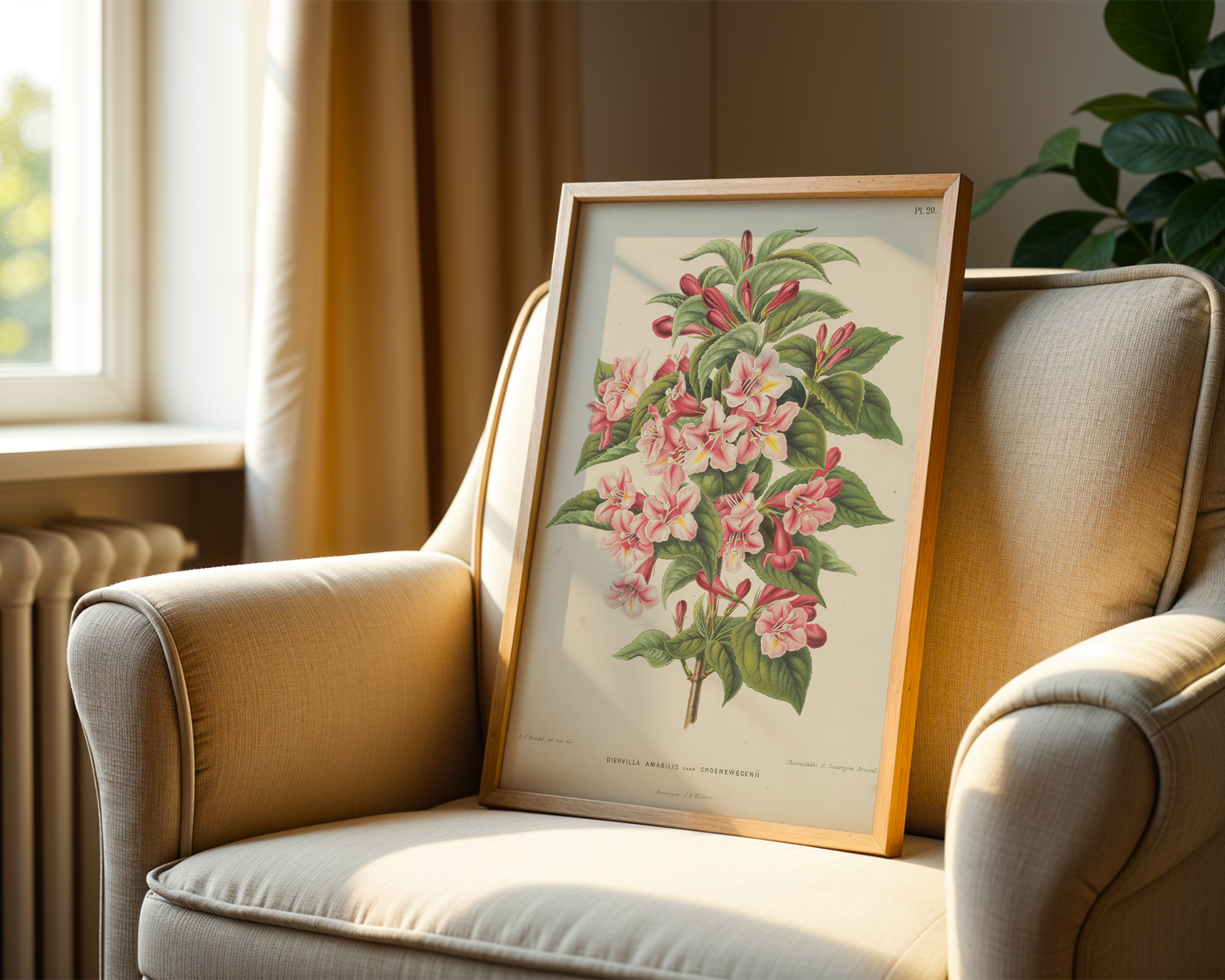 diervilla-amabilis-carri-re-a-j-wendel mockup