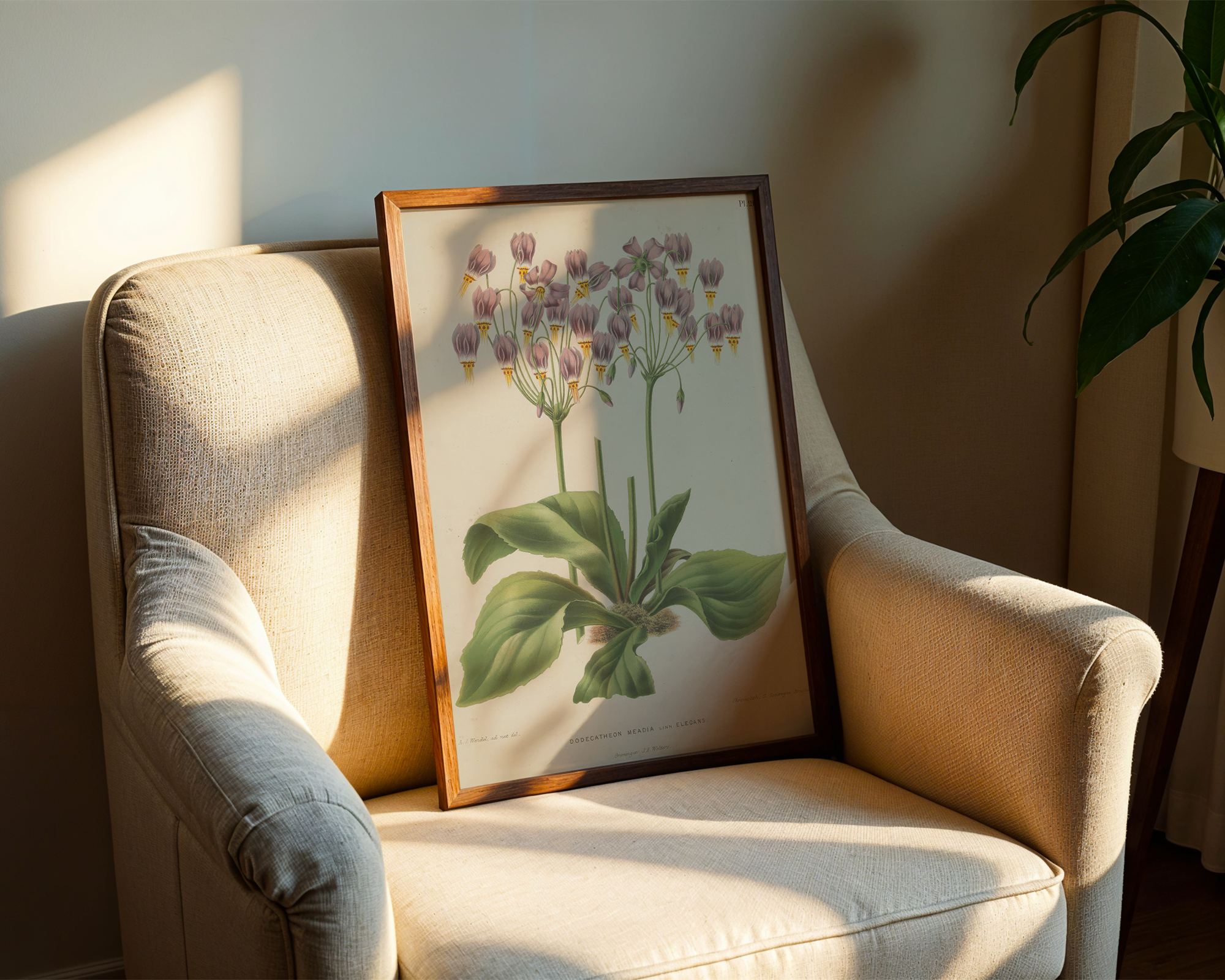 dodecatheon-meadia-l-a-j-wendel mockup