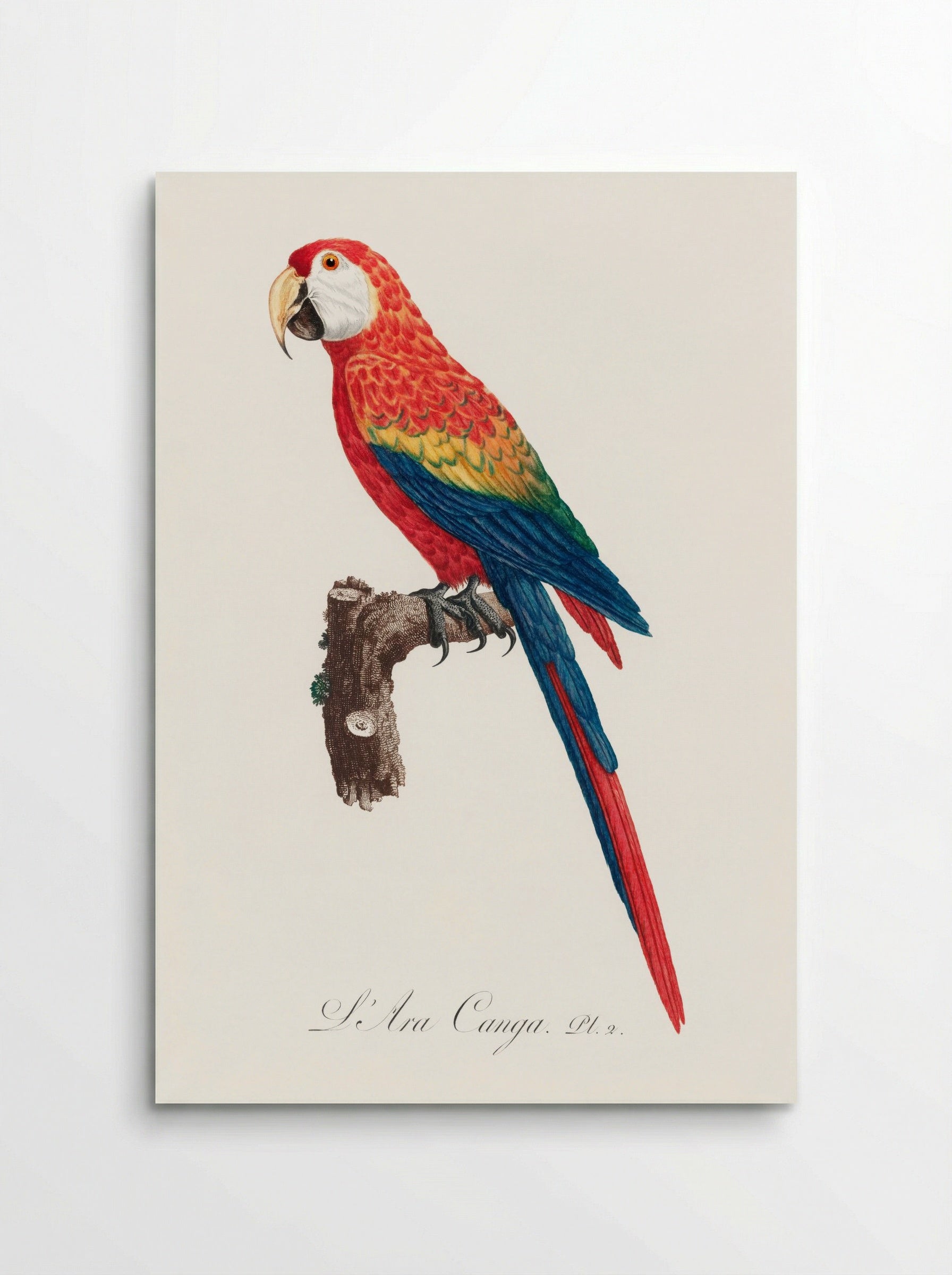 Ara Canga (1801-1805) - Francois Levaillant - Poster