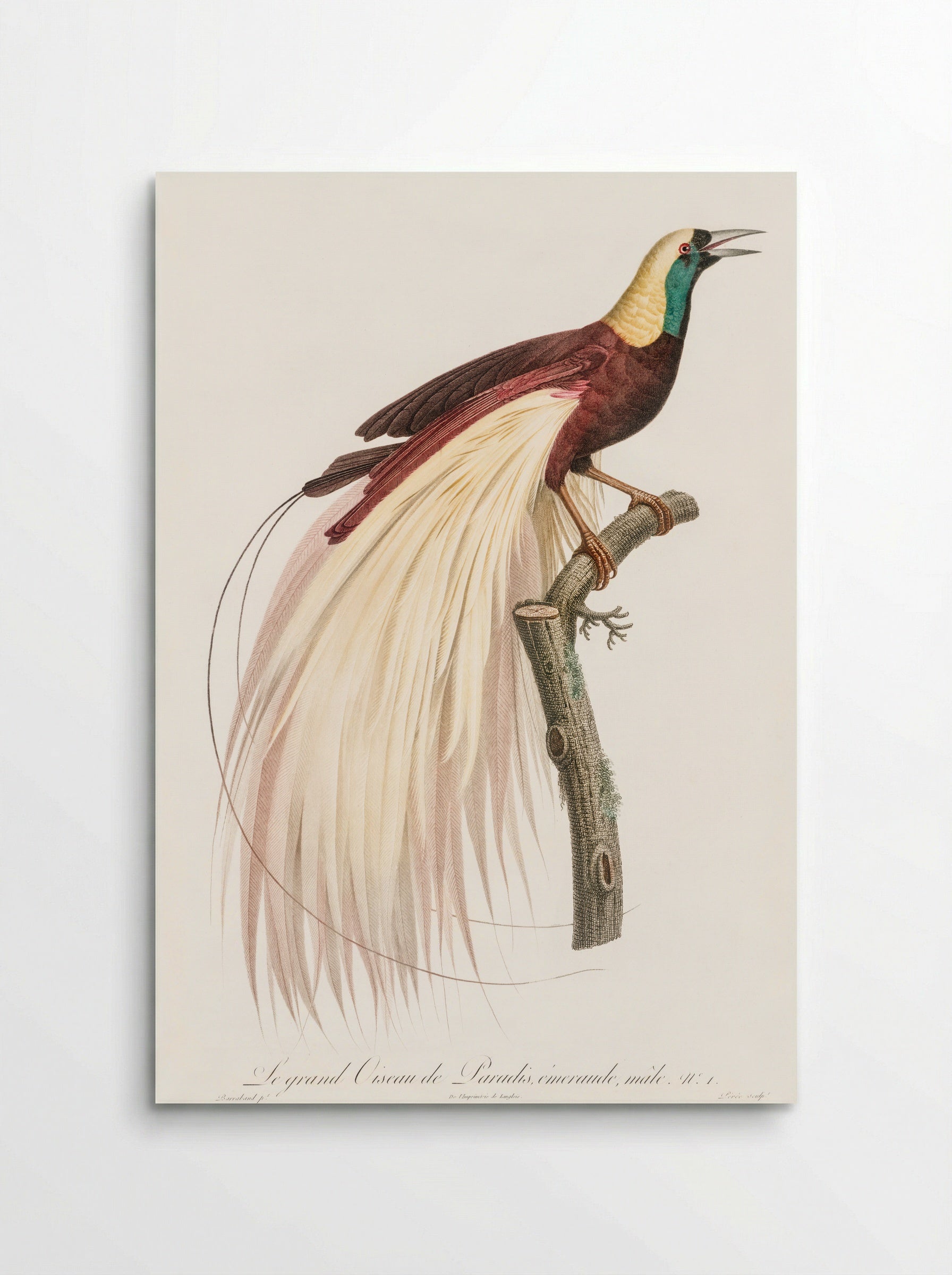Emperor Bird-of-Paradise, Male - Jacques Barraband - Poster
