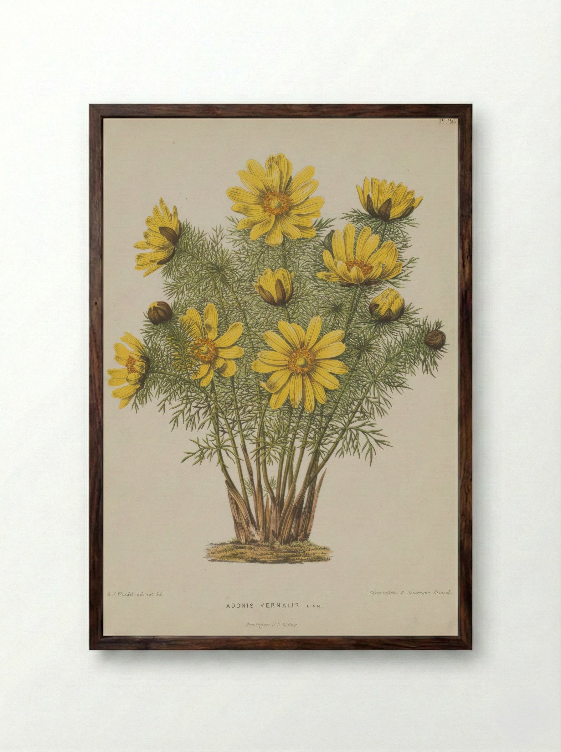 Adonis Vernalis L. - A. J. Wendel - Framed Print Dark Wood