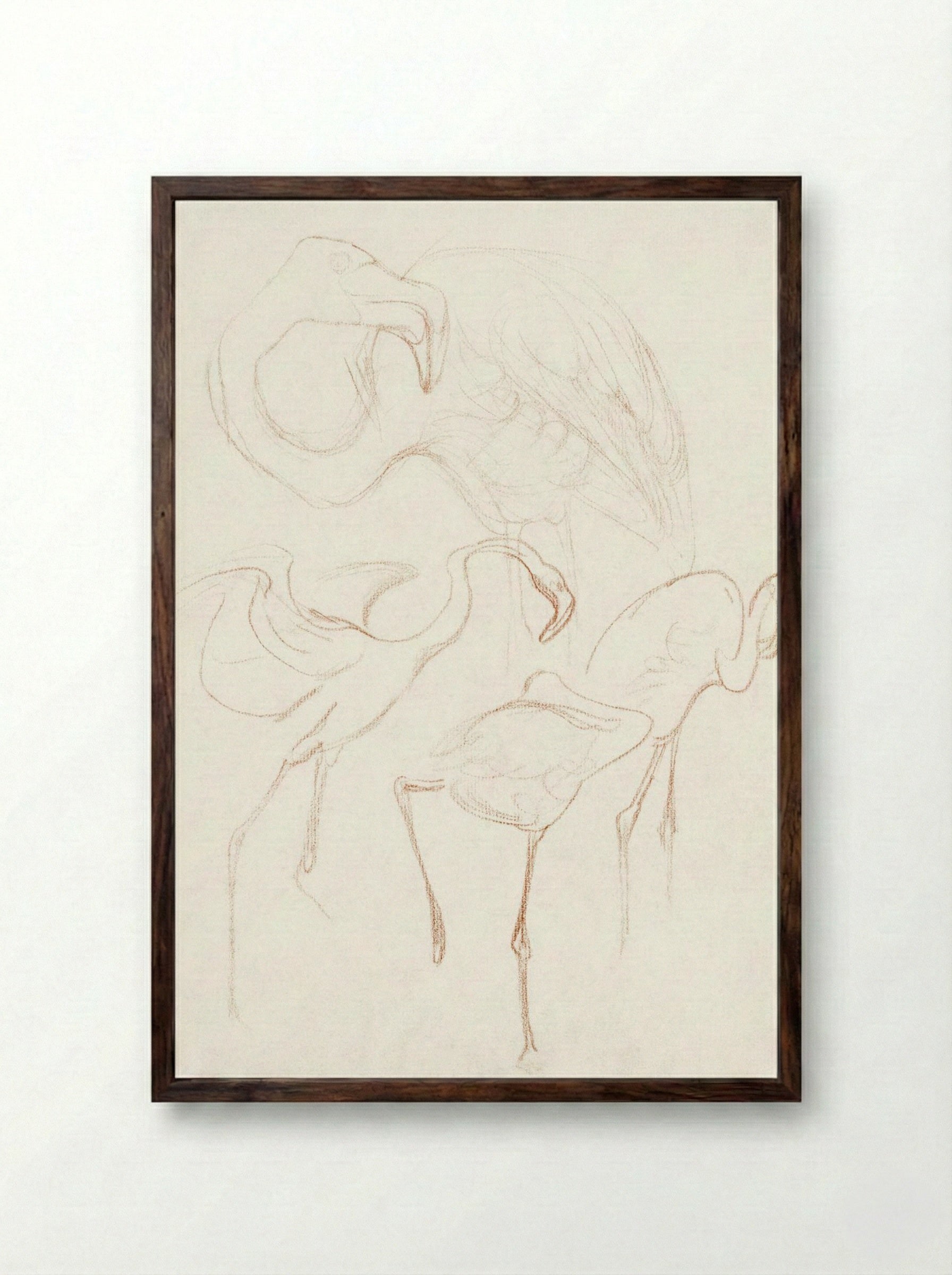 Studies of Flamingos - Theo van Hoytema - Framed Print Dark Wood