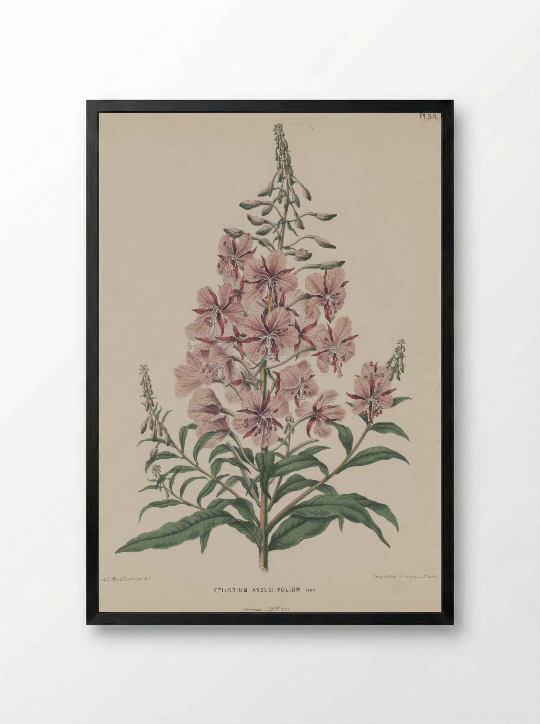 Epilobium Angustifolium L. - A. J. Wendel - Framed Print Black