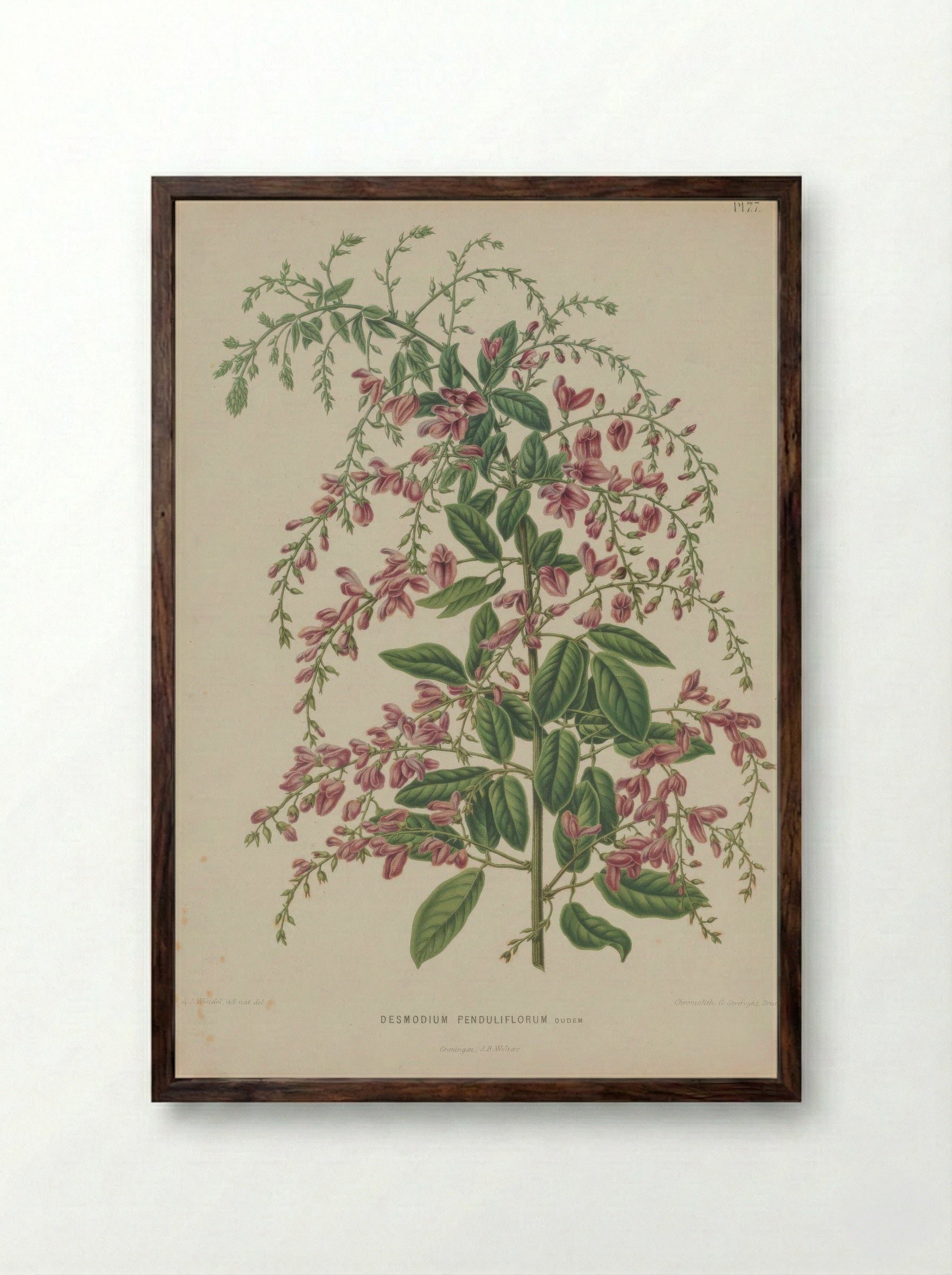 Desmodium thunbergii – A.J. Wendel - Framed Print Dark Wood
