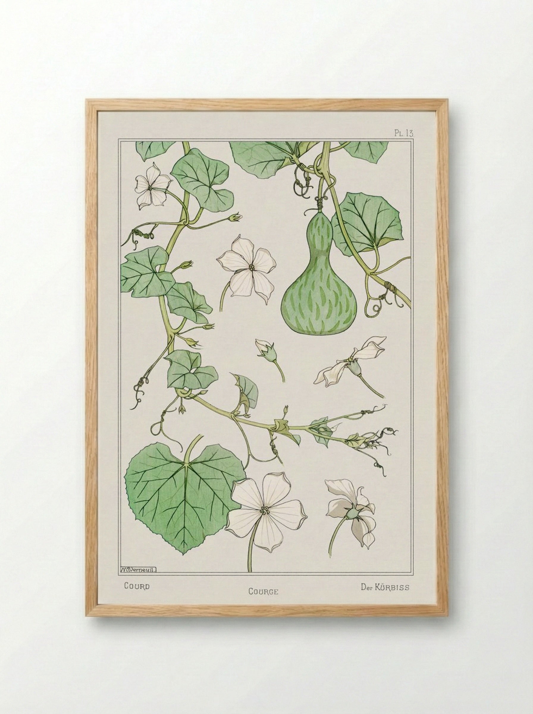 Courge (White-Flowered Gourd) - Maurice Pillard Verneuil - Framed Print Wood