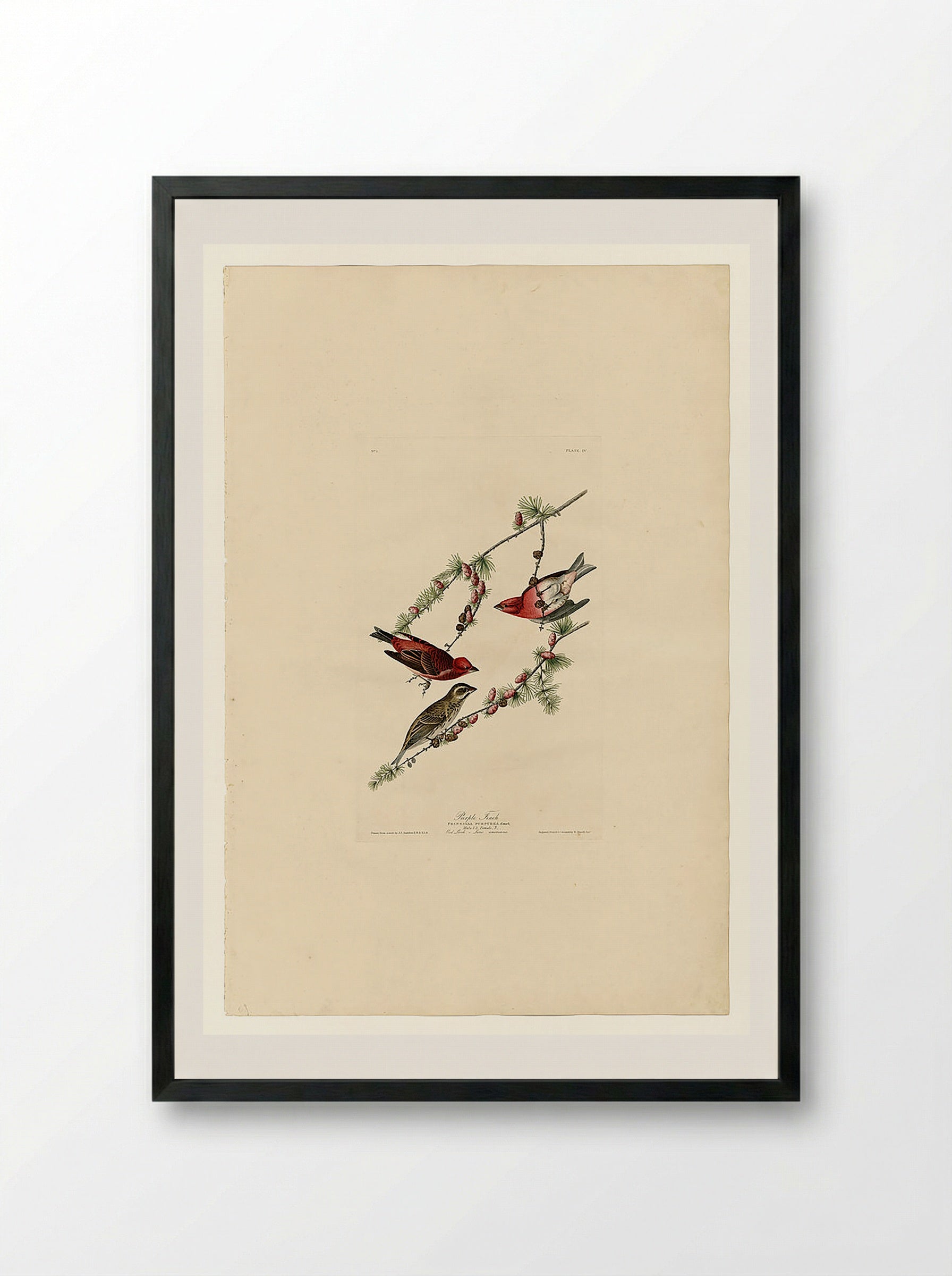 Plate 4. Purple Finch - John James Audubon - Framed Print Black