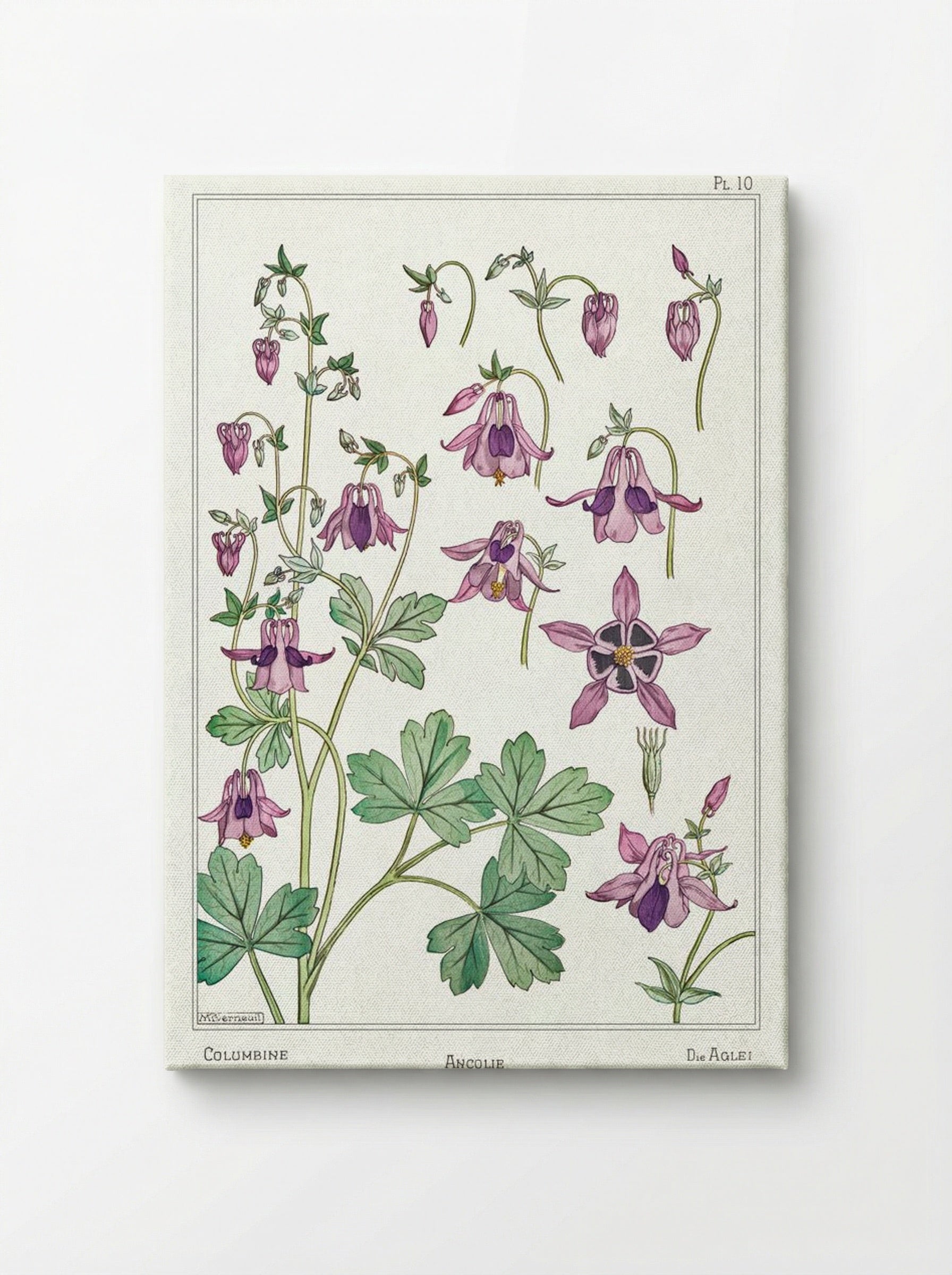 Ancolie (Columbine) - Maurice Pillard Verneuil - Canvas