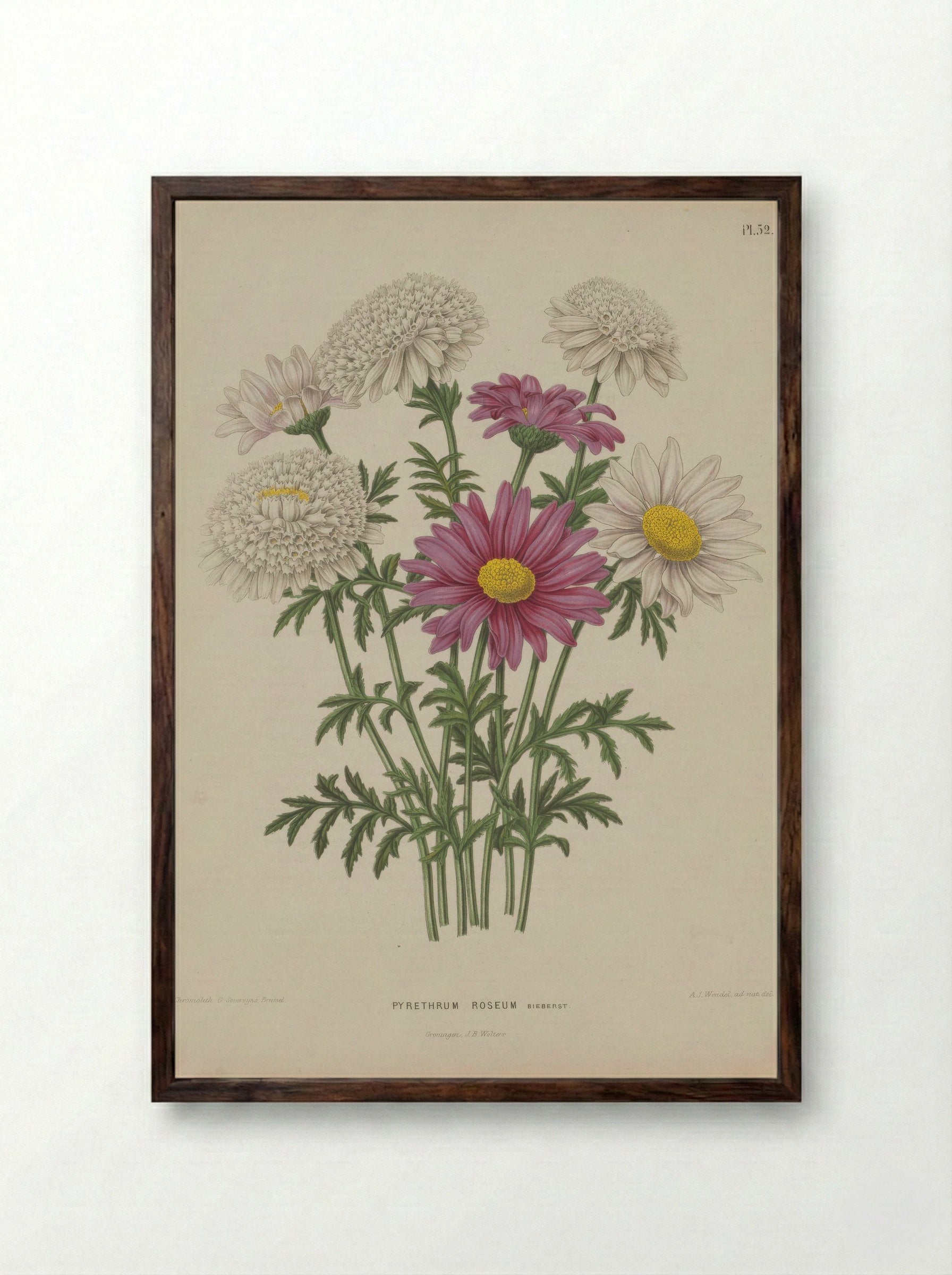 Chrysanthemum Coccineum Willd. - A. J. Wendel - Framed Print Dark Wood