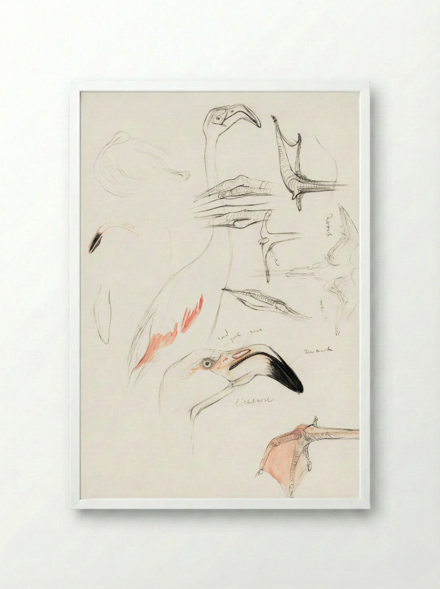 Studies of a Flamingo - Theo van Hoytema - Framed Print White