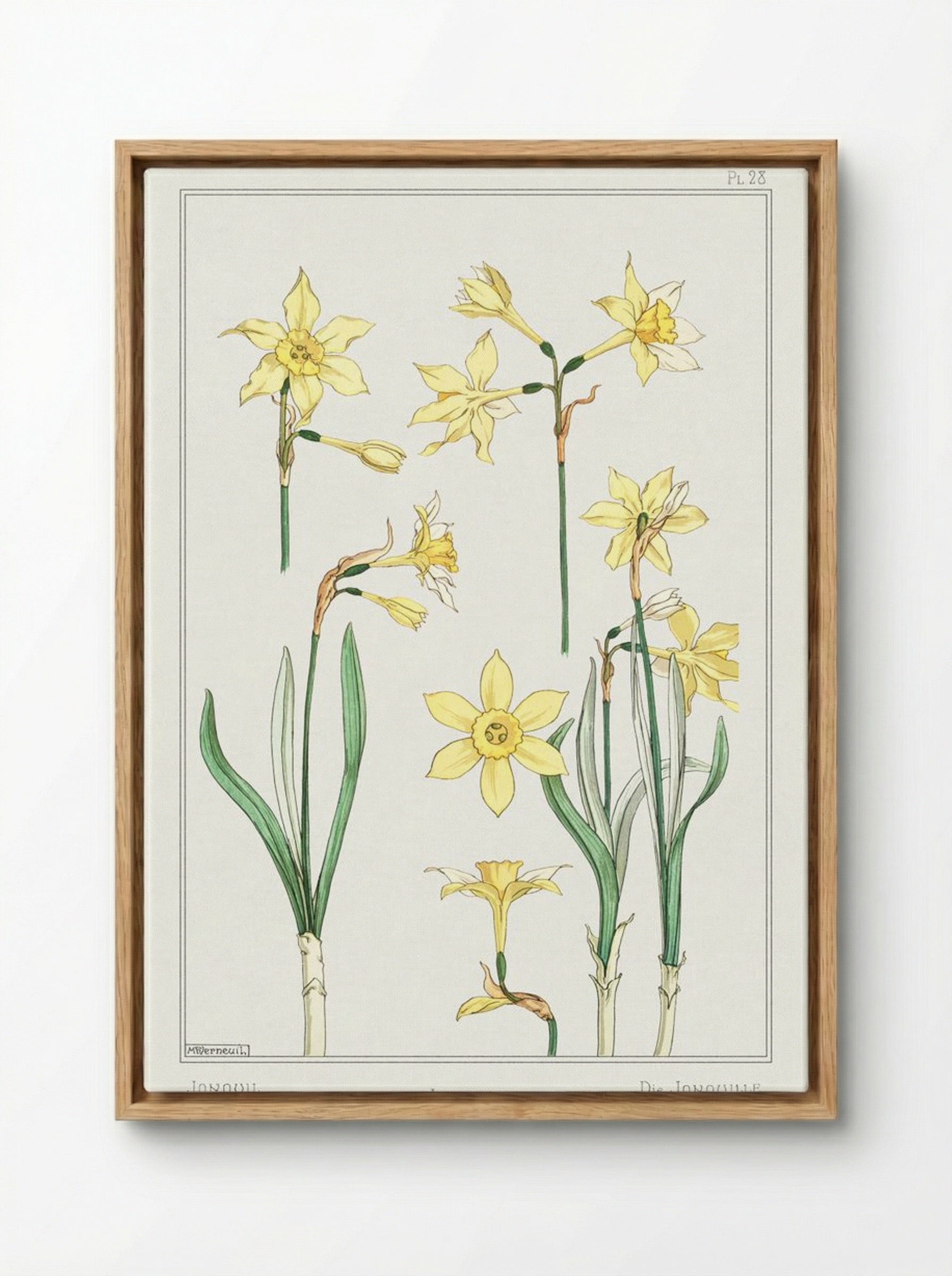 Jonquille or Jonquil - Maurice Pillard Verneuil - Framed Canvas Wood
