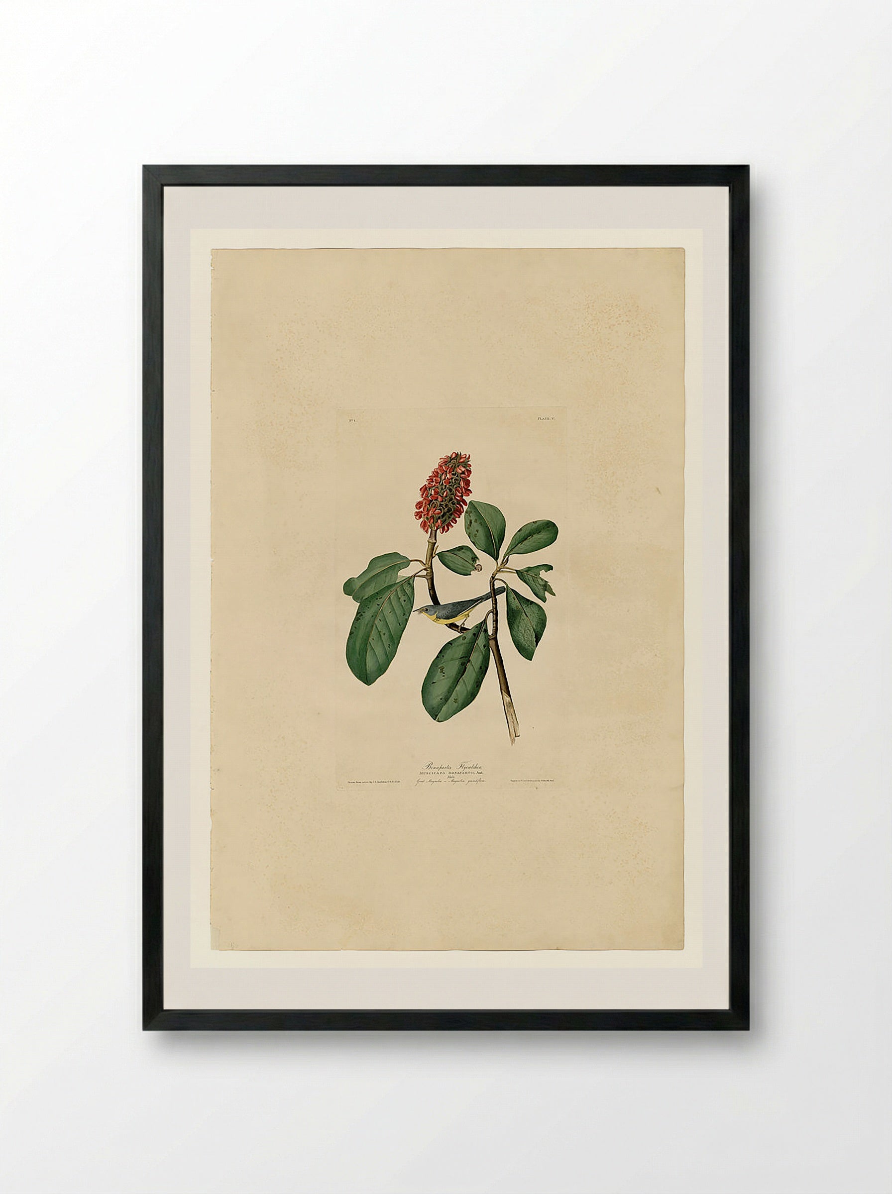 Plate 5. Bonaparte's Flycatcher - John James Audubon - Framed Print Black